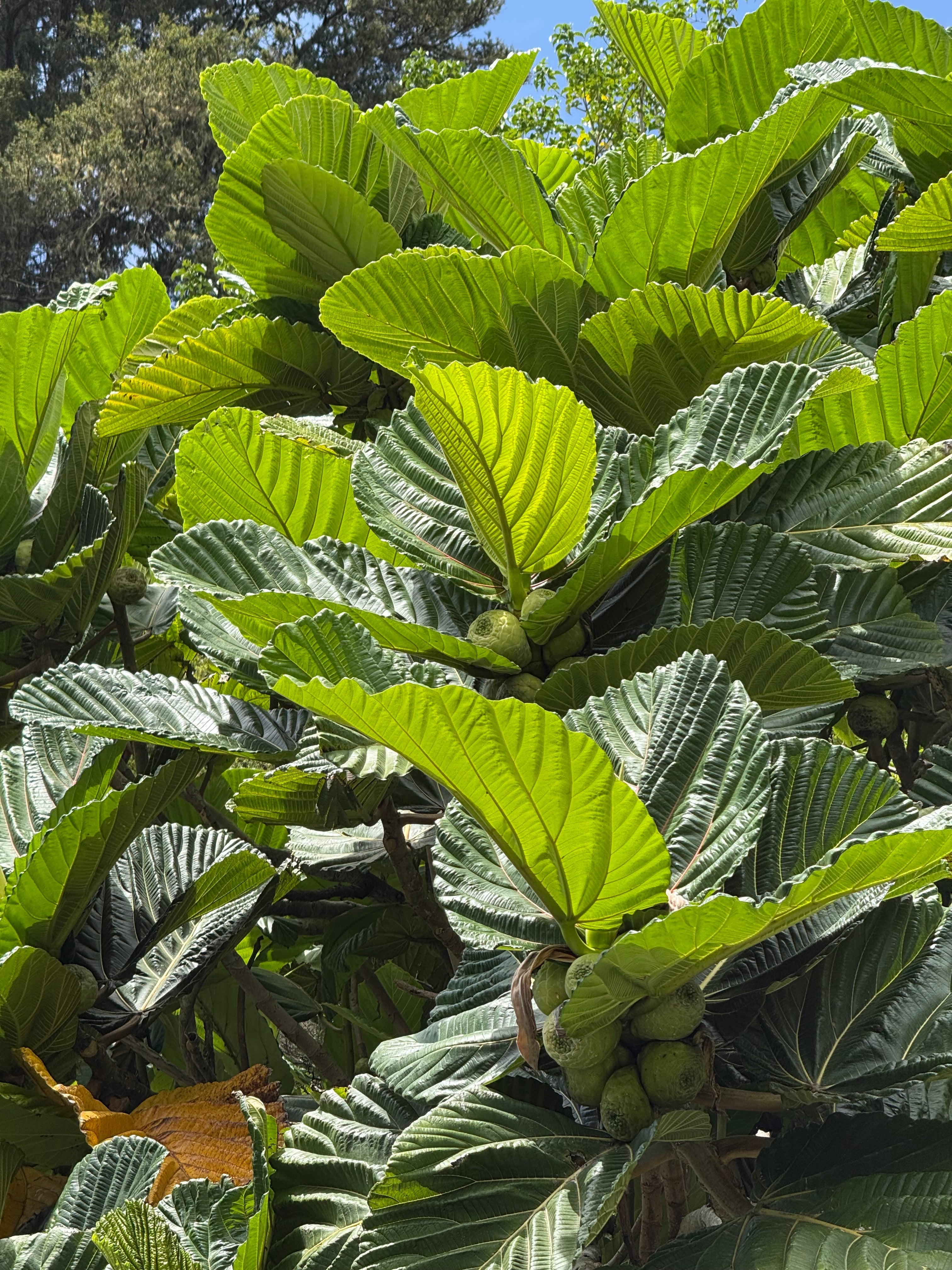 Dinner plate fig - Ficus dammaropsis flyingdragonnursery