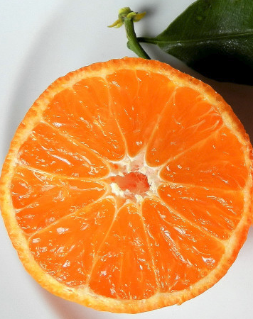 Mandarin - Hansen Late flyingdragonnursery