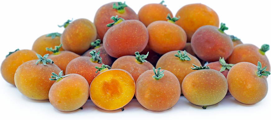 Tropical Apricot, Ketcot - flyingdragonnursery