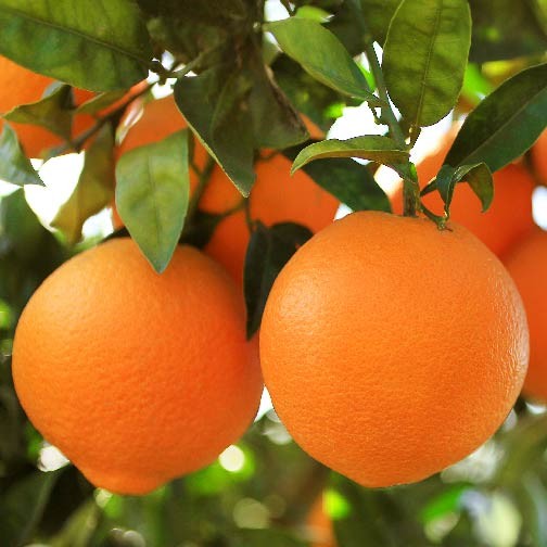 Orange - Navelate flyingdragonnursery