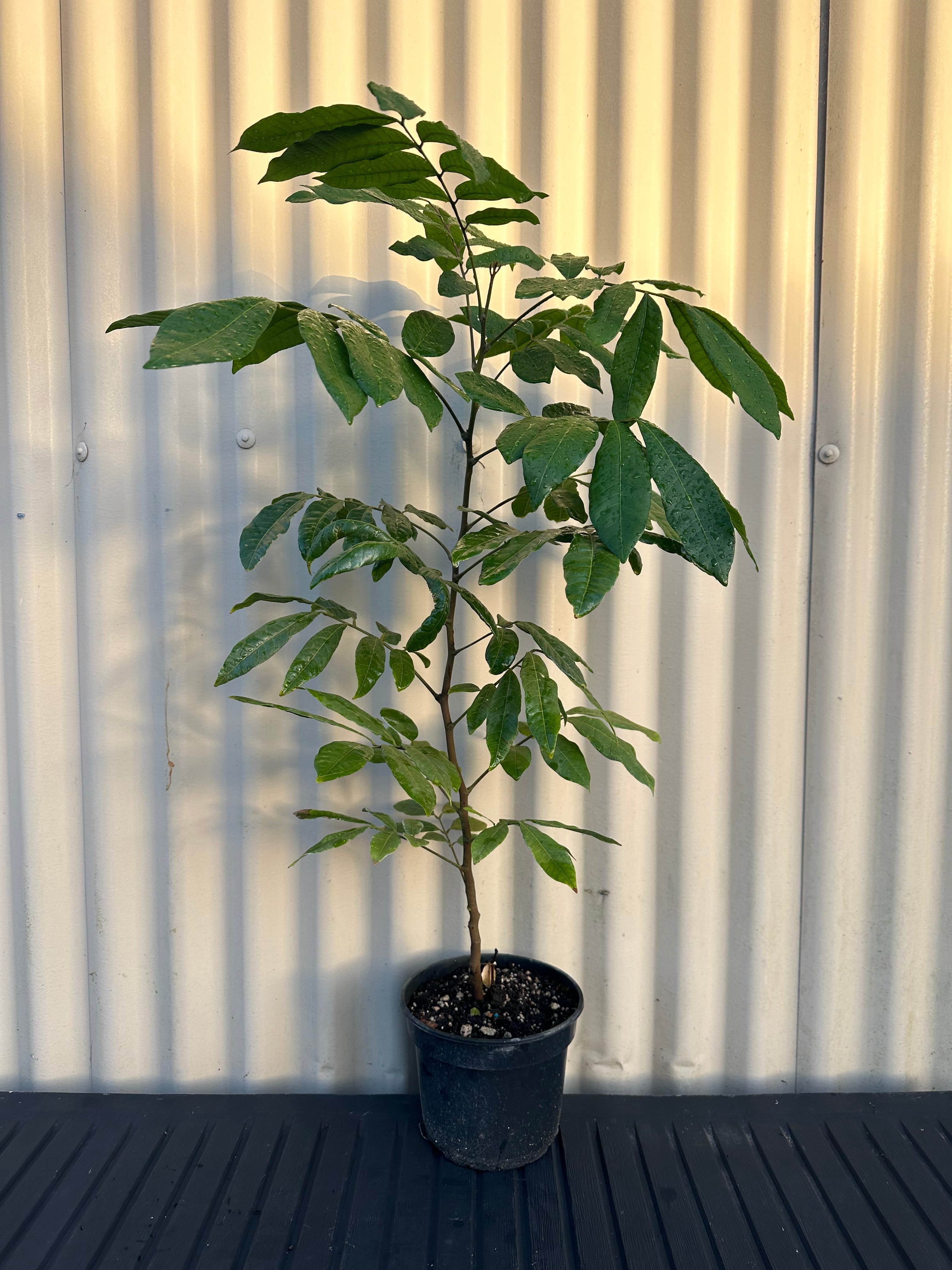 Longan flyingdragonnursery