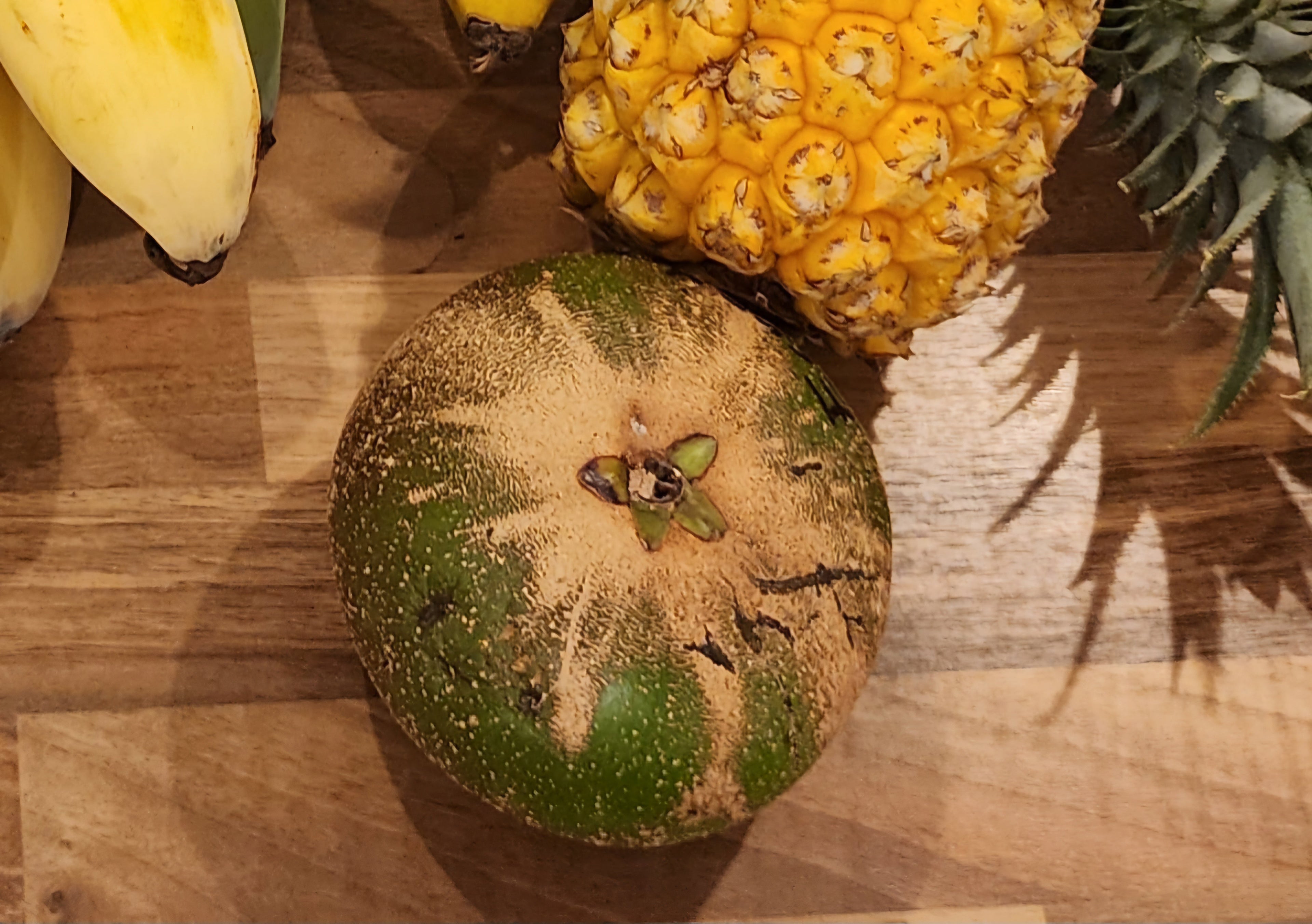 Lucuma - Montalban flyingdragonnursery