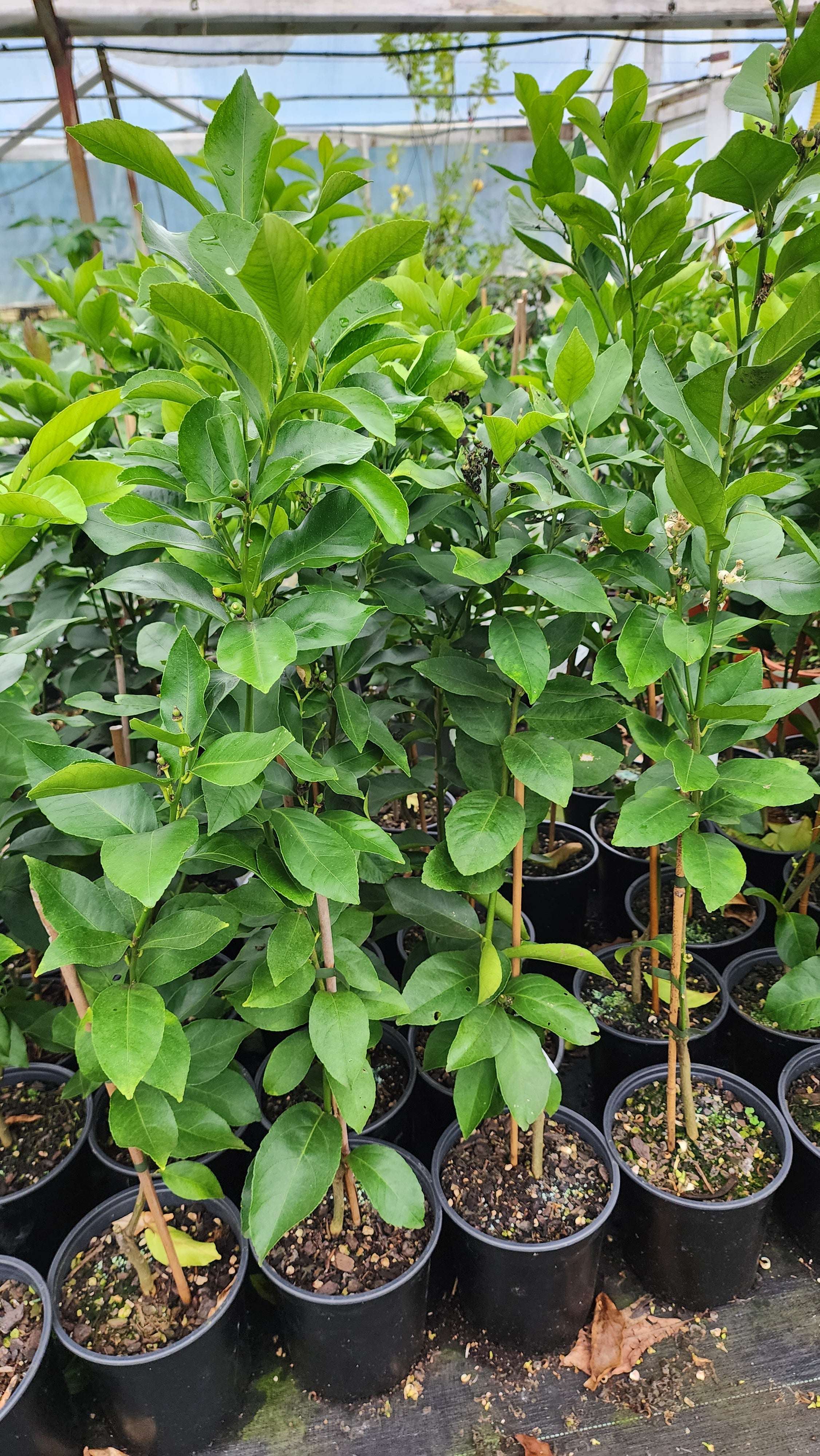 Lemon - Seedless Lisbon flyingdragonnursery