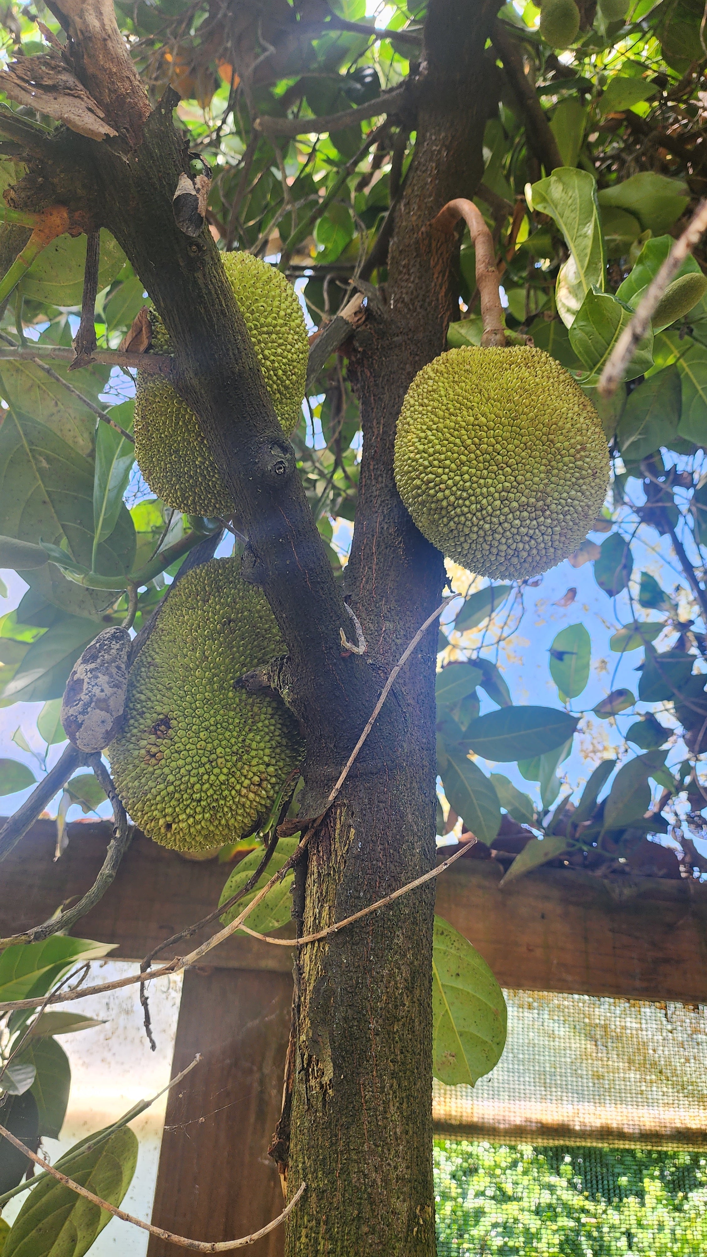 Jackfruit flyingdragonnursery