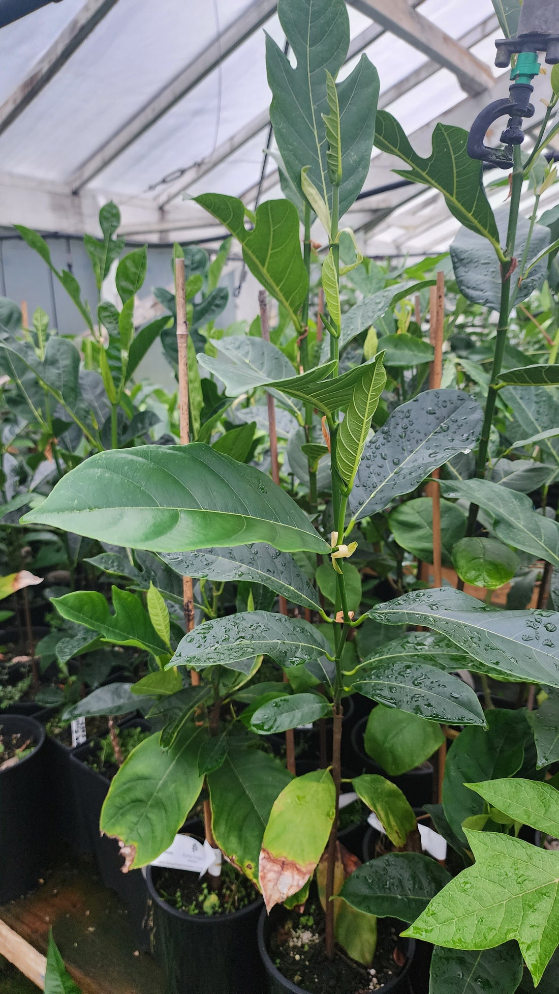 Jackfruit flyingdragonnursery