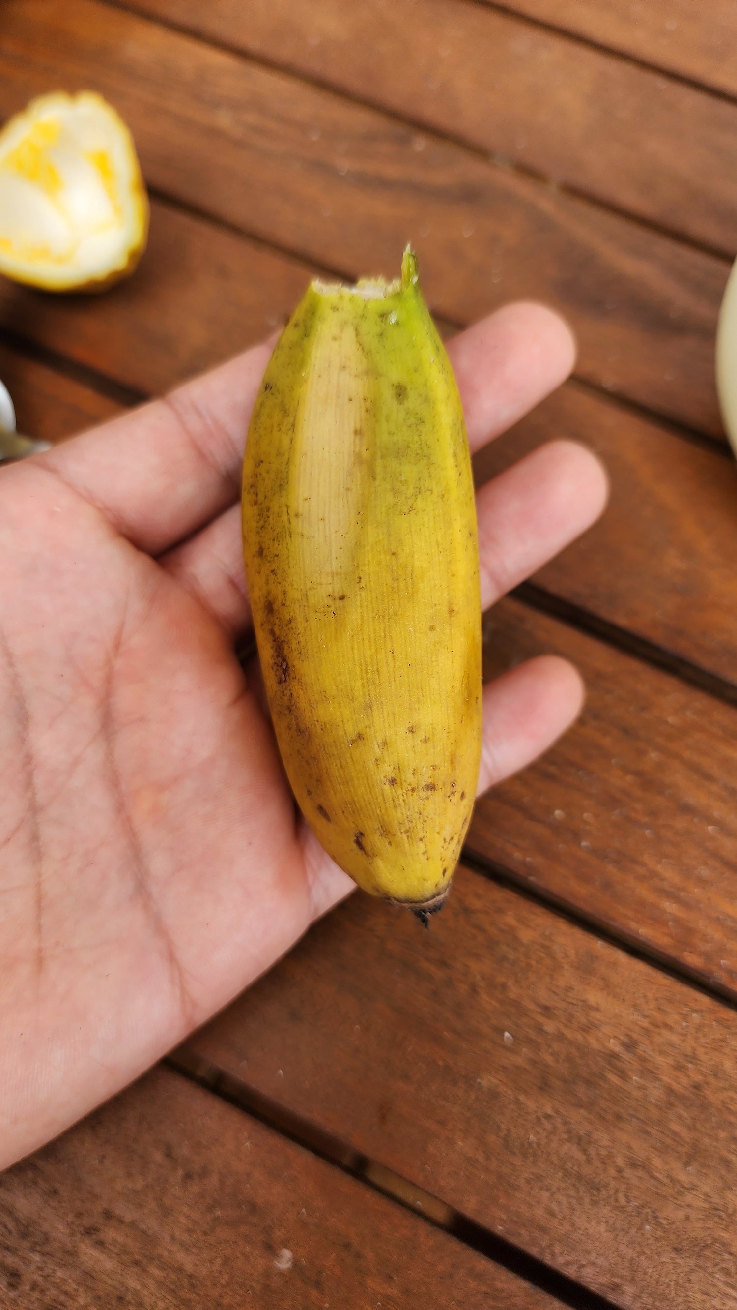 Banana - Super Dwarf Cavendish (Rare) flyingdragonnursery