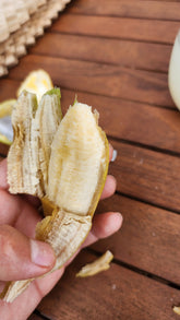 Banana - Super Dwarf Cavendish (Rare) flyingdragonnursery