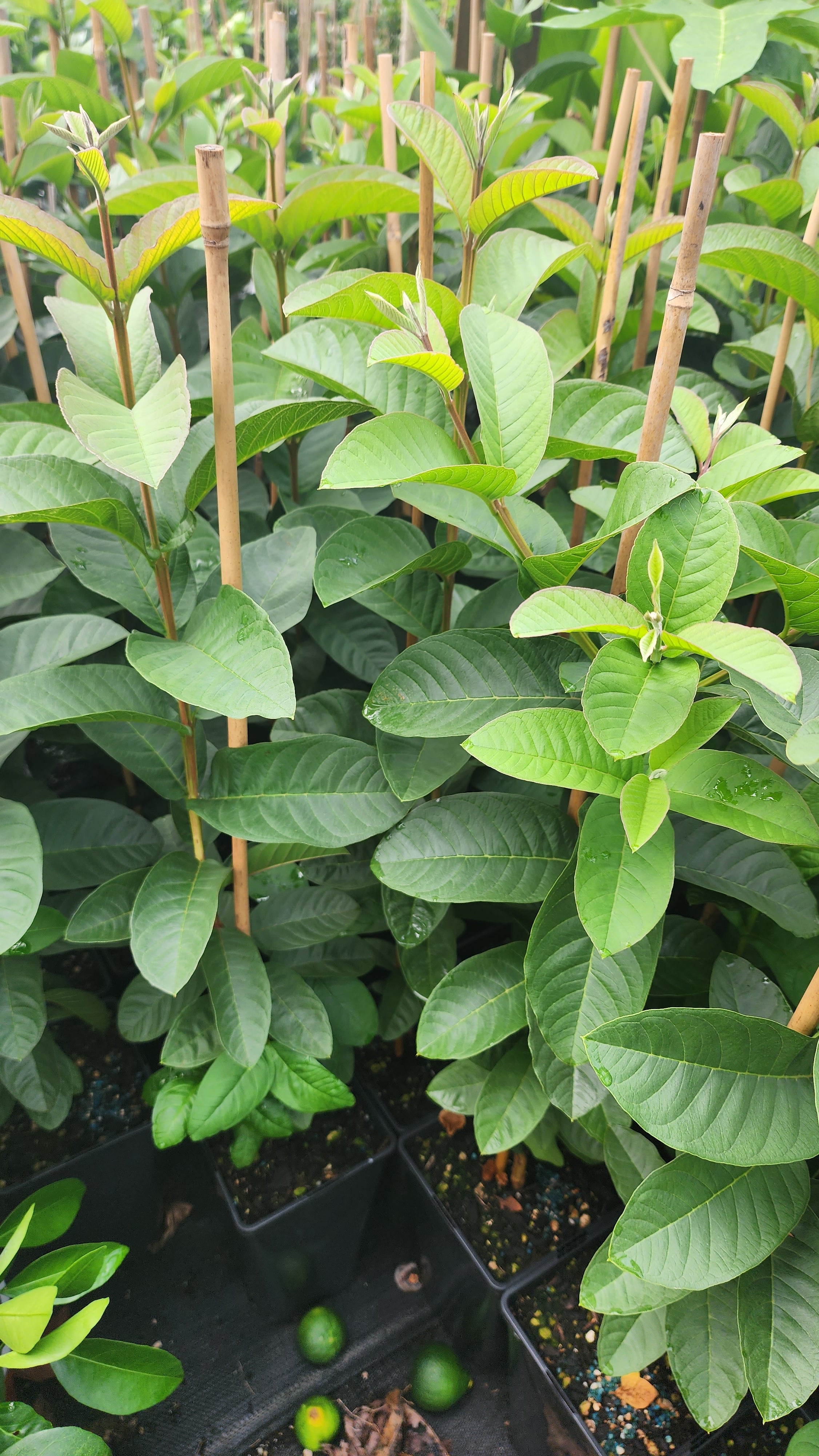 Tropical Guava - Arka Kiran Seedling flyingdragonnursery
