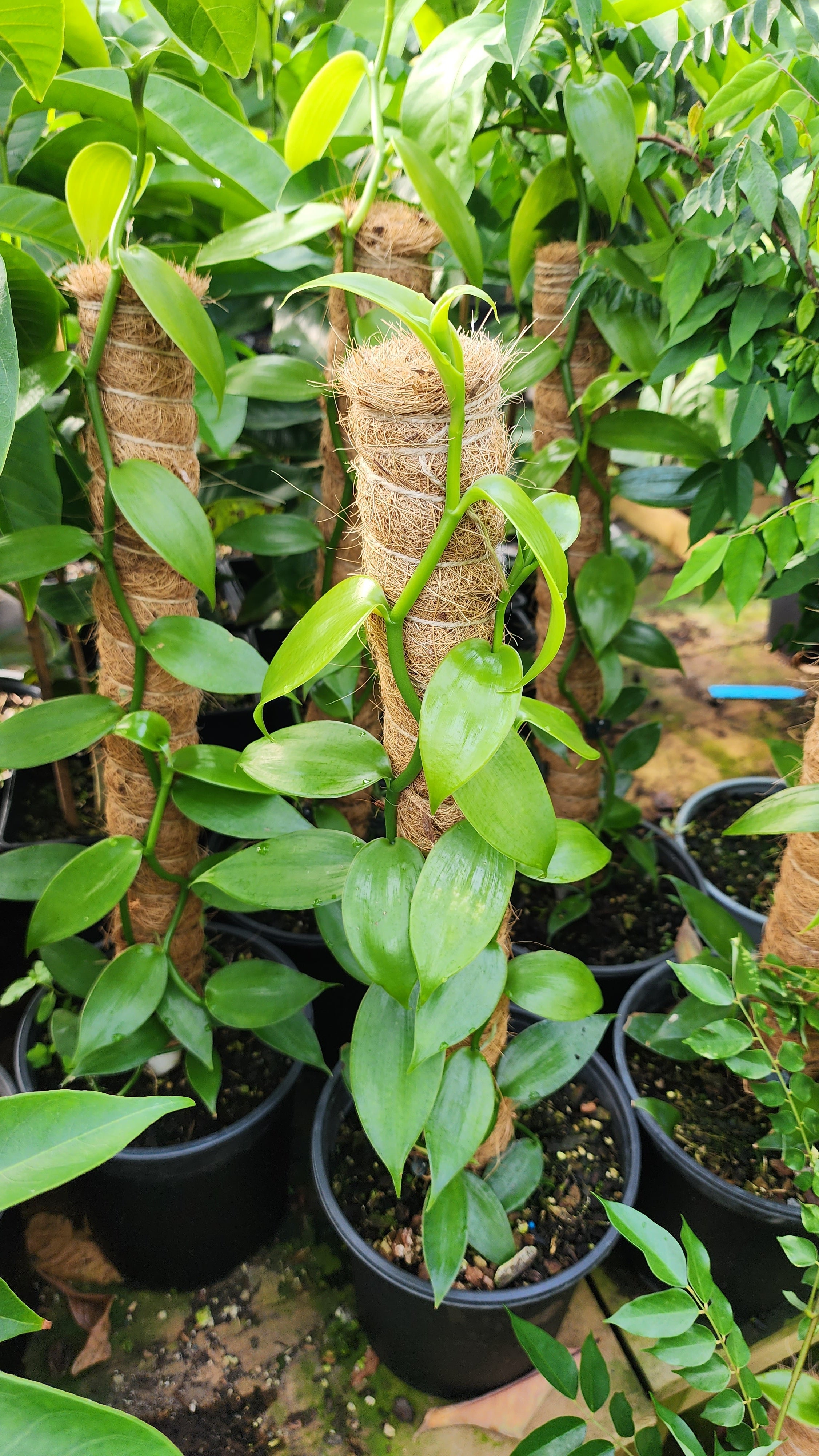 Vanilla Planifolia Plant flyingdragonnursery