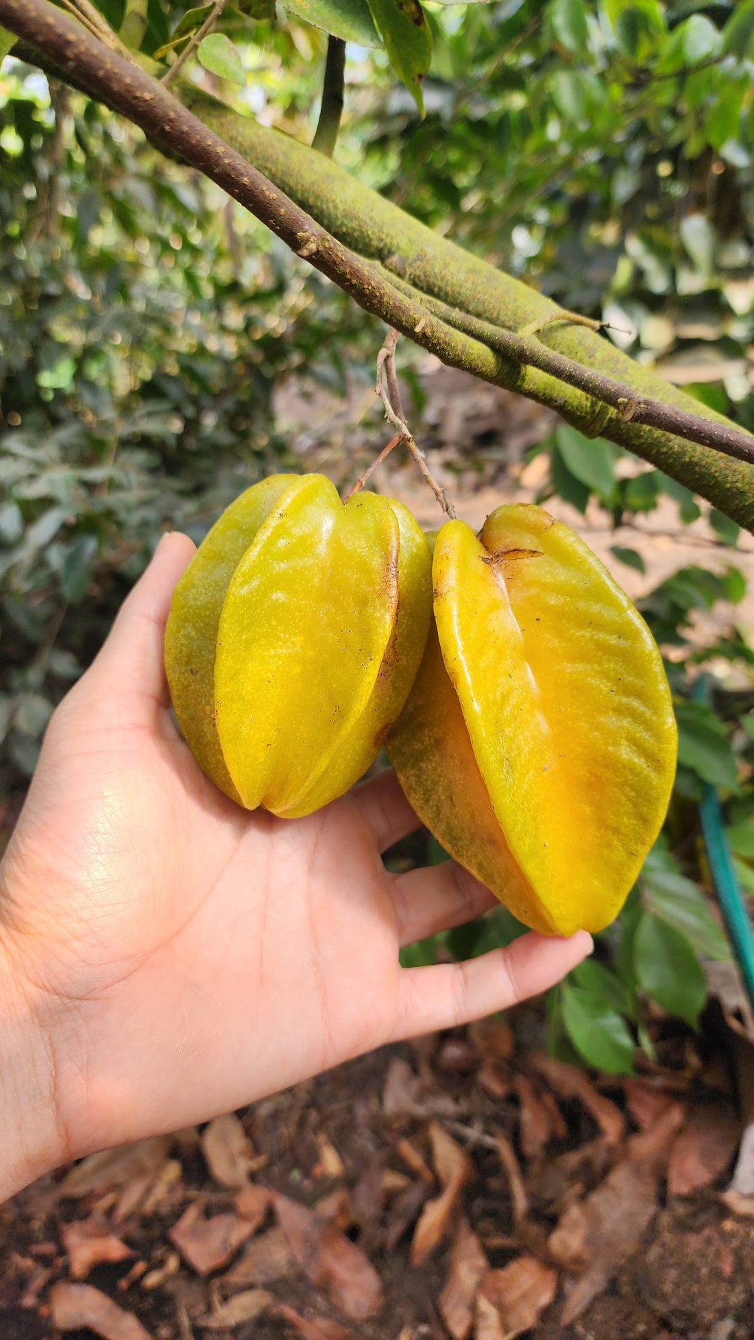 Carambola Starfruit - Aotearoa Gold - Grafted flyingdragonnursery