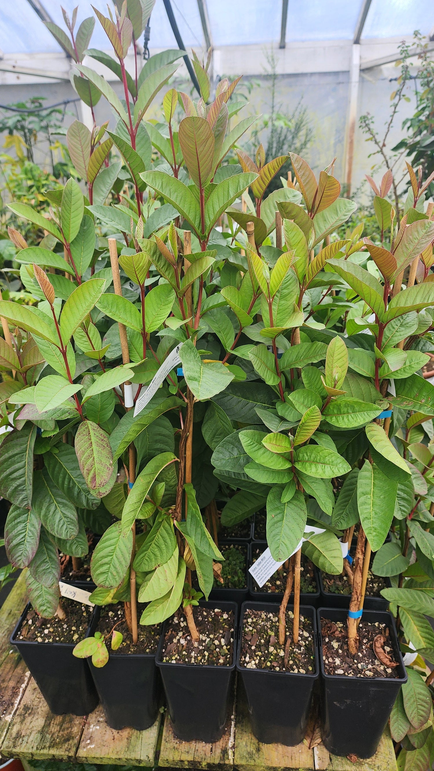 Tropical Guava - Indian white flyingdragonnursery