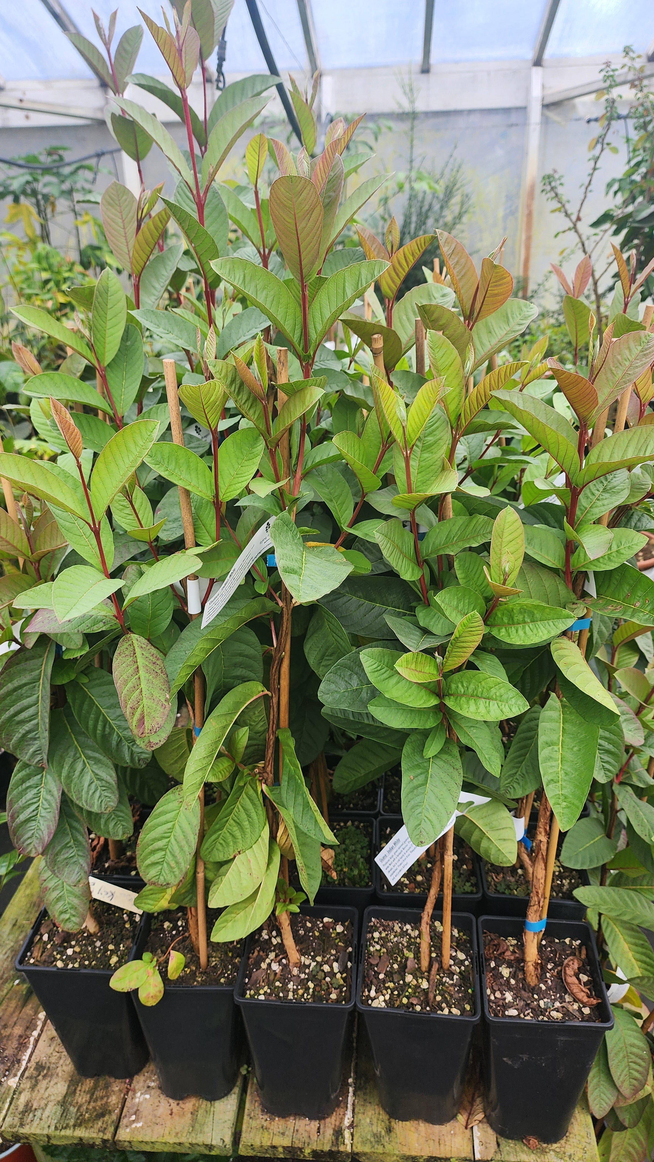 Tropical Guava - Indian white flyingdragonnursery