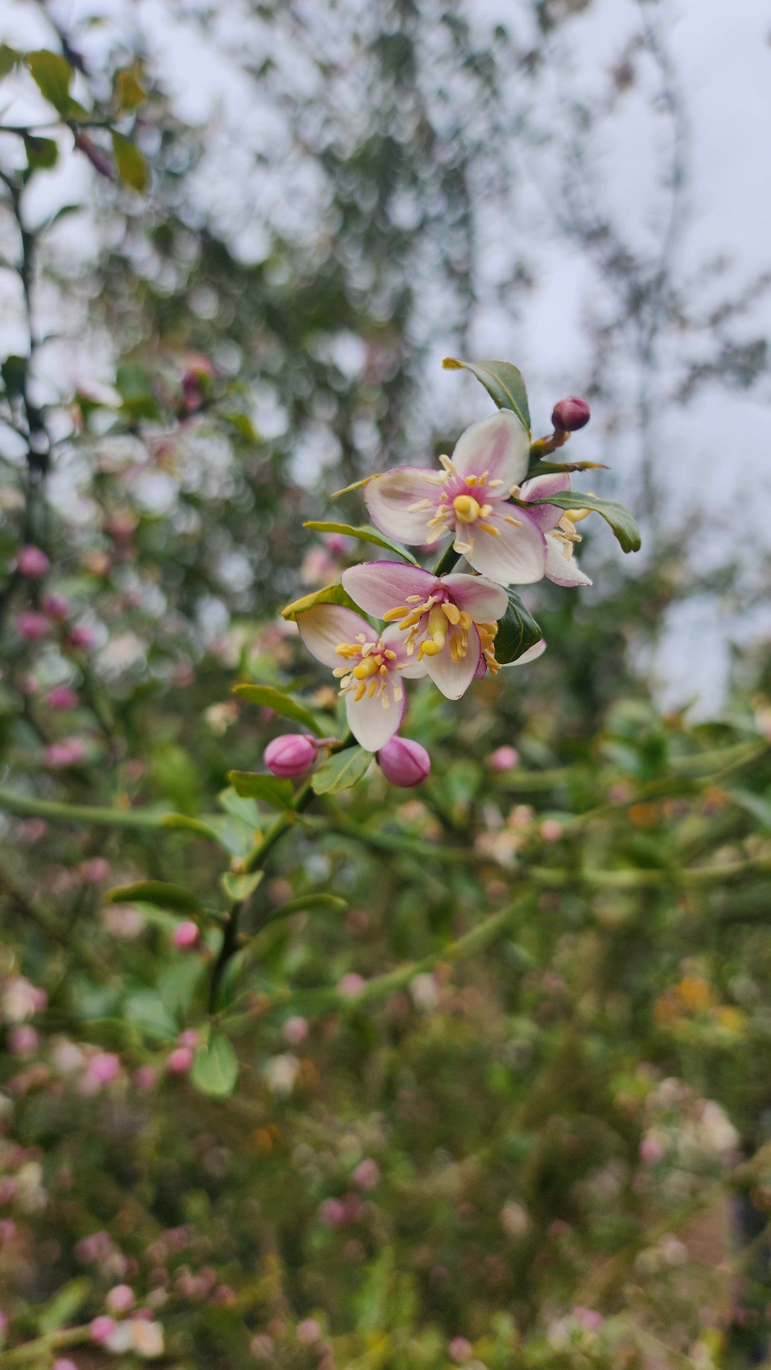 Finger Lime - Aubergine Black - Grafted flyingdragonnursery