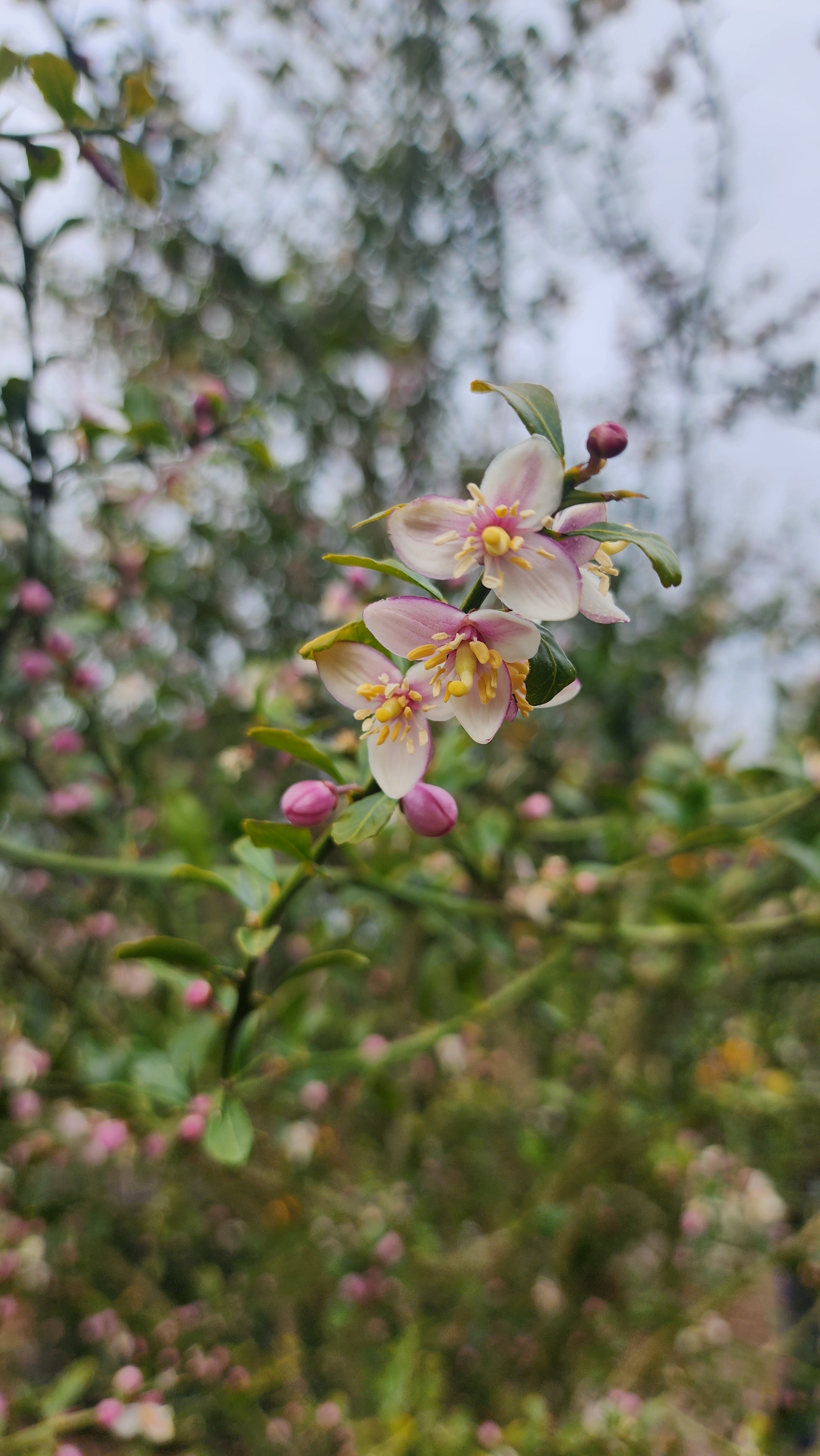 Finger Lime - Aubergine Black - Grafted flyingdragonnursery