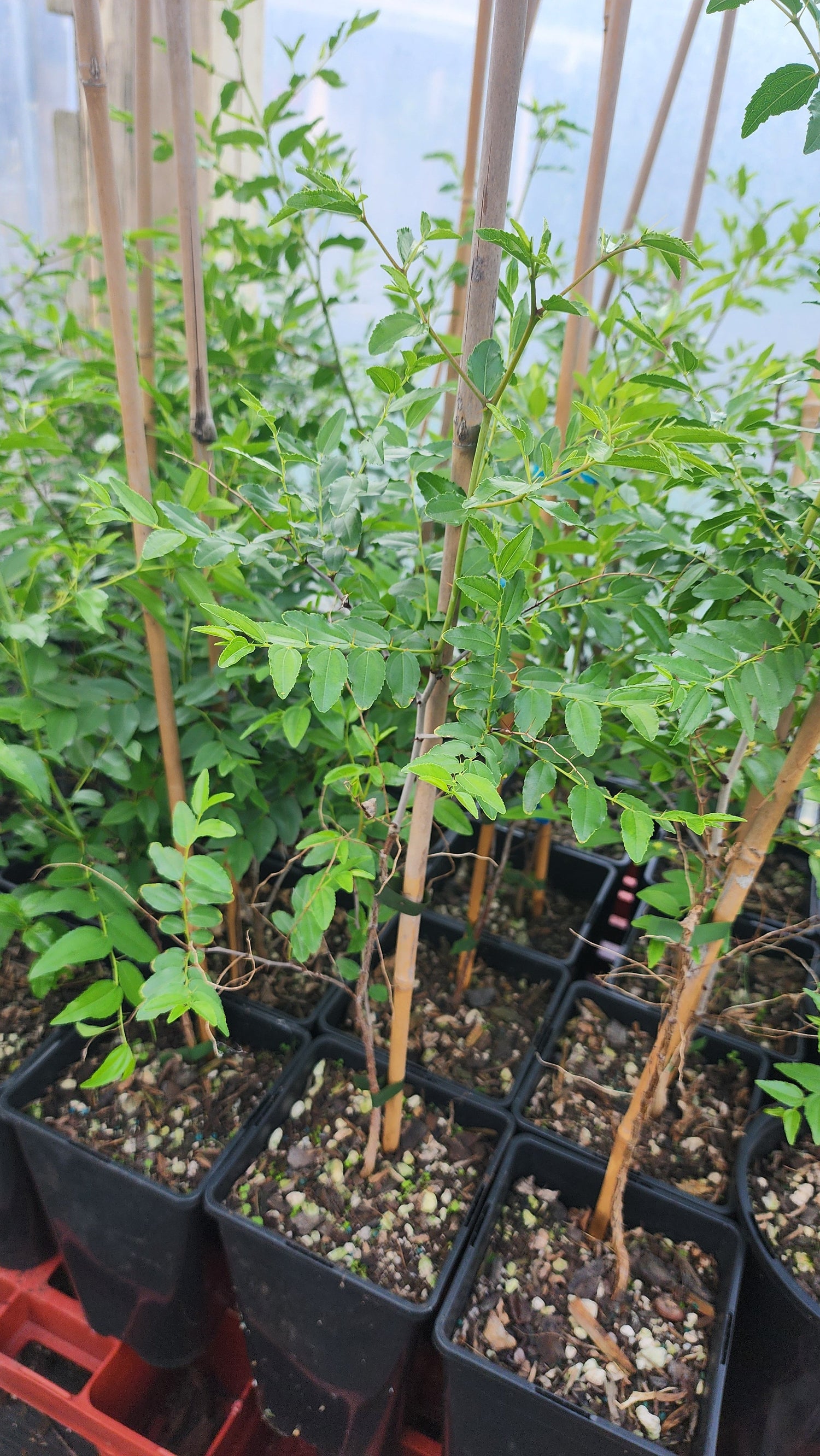 Chinese Jujube flyingdragonnursery