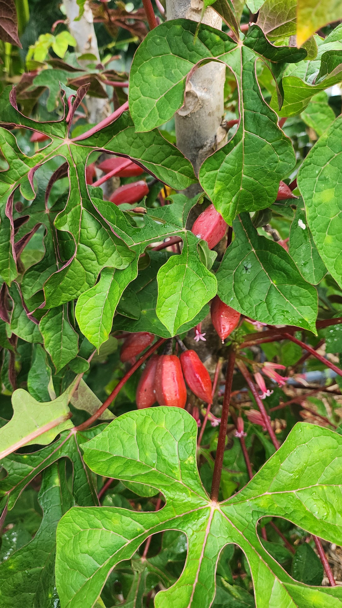 Mountain PawPaw - Red flyingdragonnursery