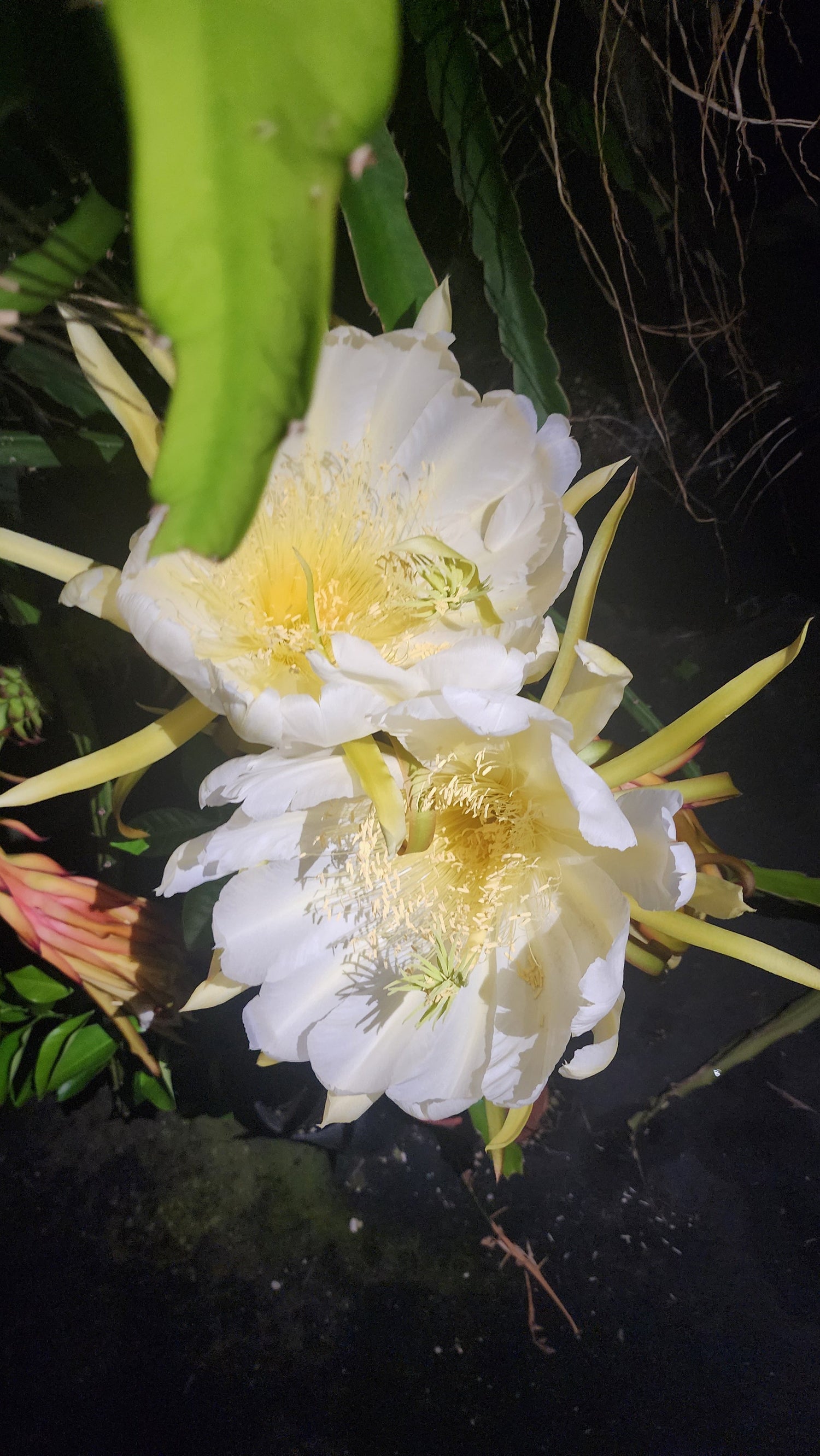 Dragonfruit - Frankie’s Red (Orange Dwarf) flyingdragonnursery
