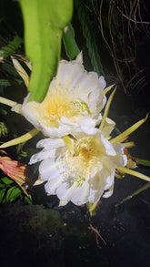 Dragonfruit - Frankie’s Red (Orange Dwarf) flyingdragonnursery