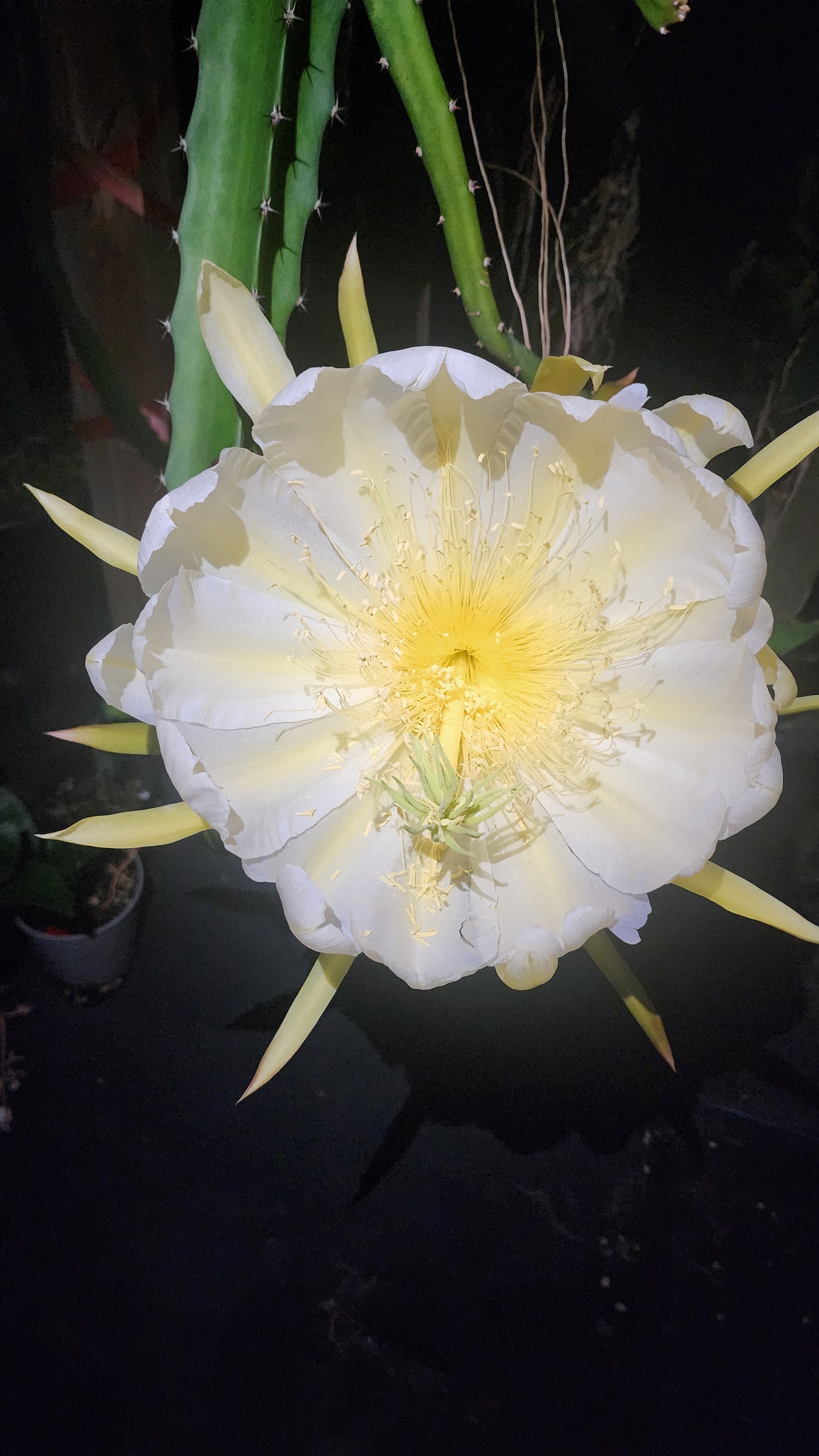 Dragonfruit - Frankie’s Red (Orange Dwarf) flyingdragonnursery