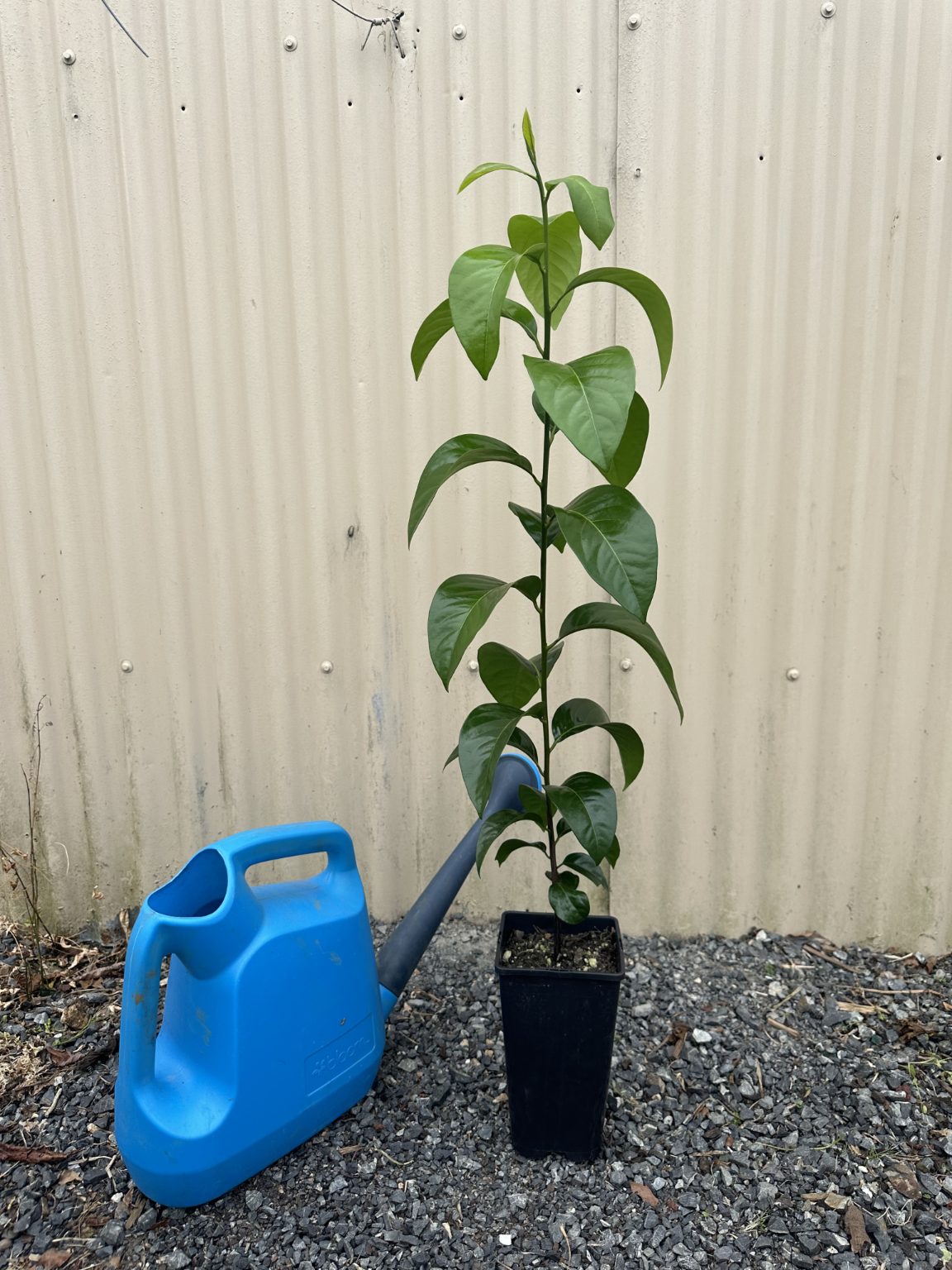 Chocolate Pudding Fruit (Black Sapote) flyingdragonnursery