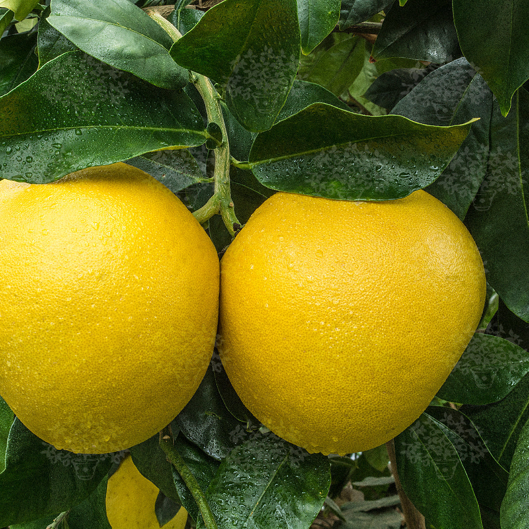 Orangelo - Chironja (Super Rare) flyingdragonnursery