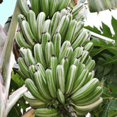 Banana - Royal Hawaiian (Variegated Ae Ae) flyingdragonnursery