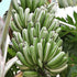 Banana - Royal Hawaiian (Variegated Ae Ae) flyingdragonnursery