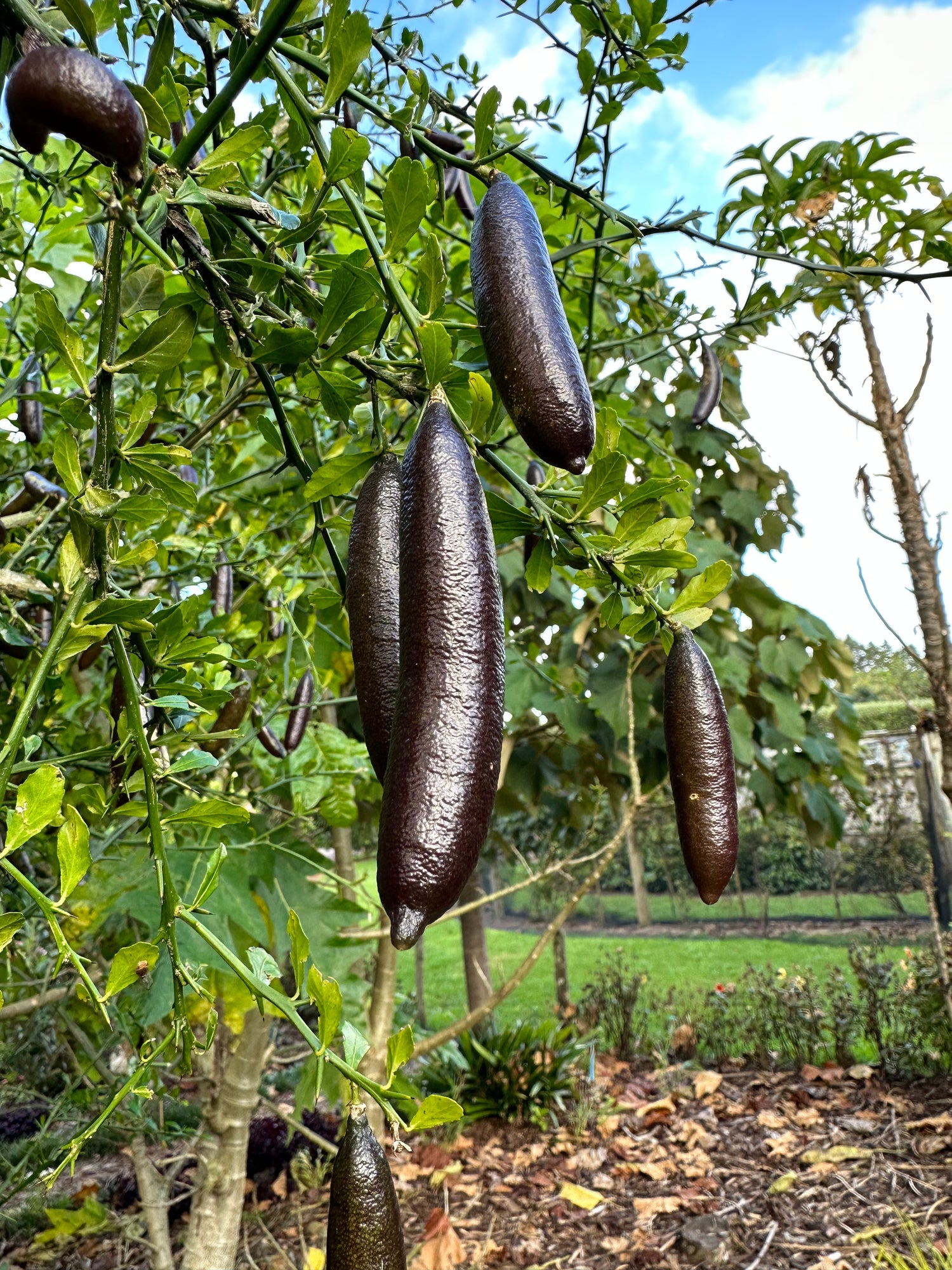 Finger Lime - Aubergine Black - Grafted flyingdragonnursery