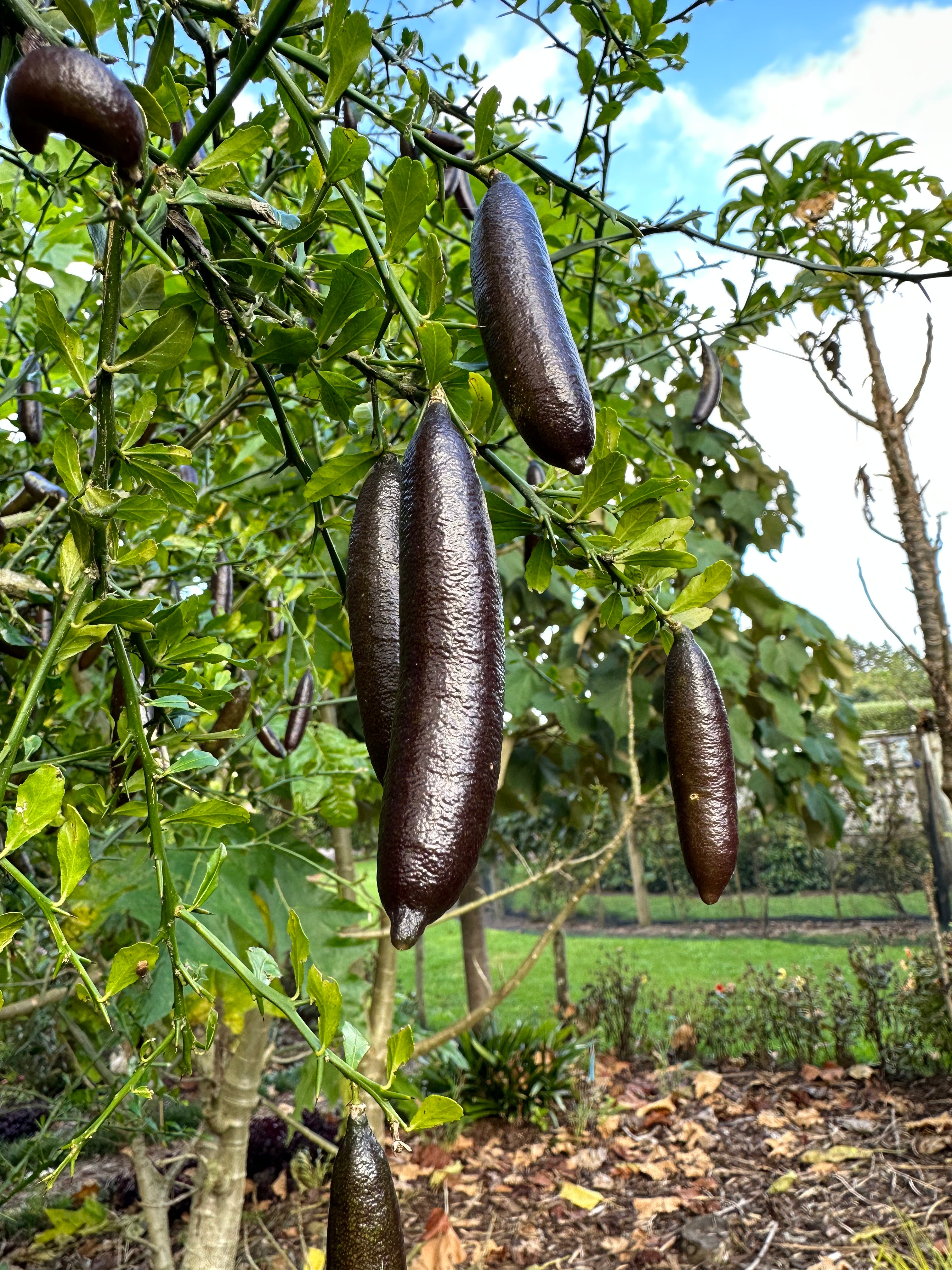 Finger Lime - Aubergine Black - Grafted flyingdragonnursery