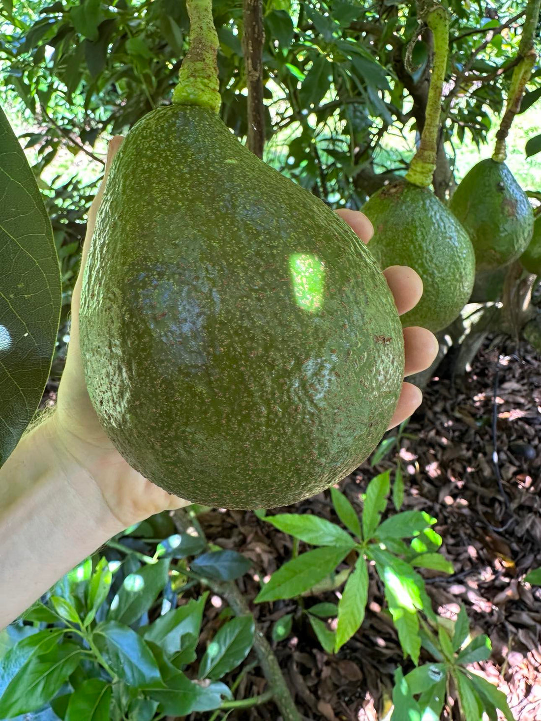 Avocado - Hopkins - summer/autumn ripening flyingdragonnursery