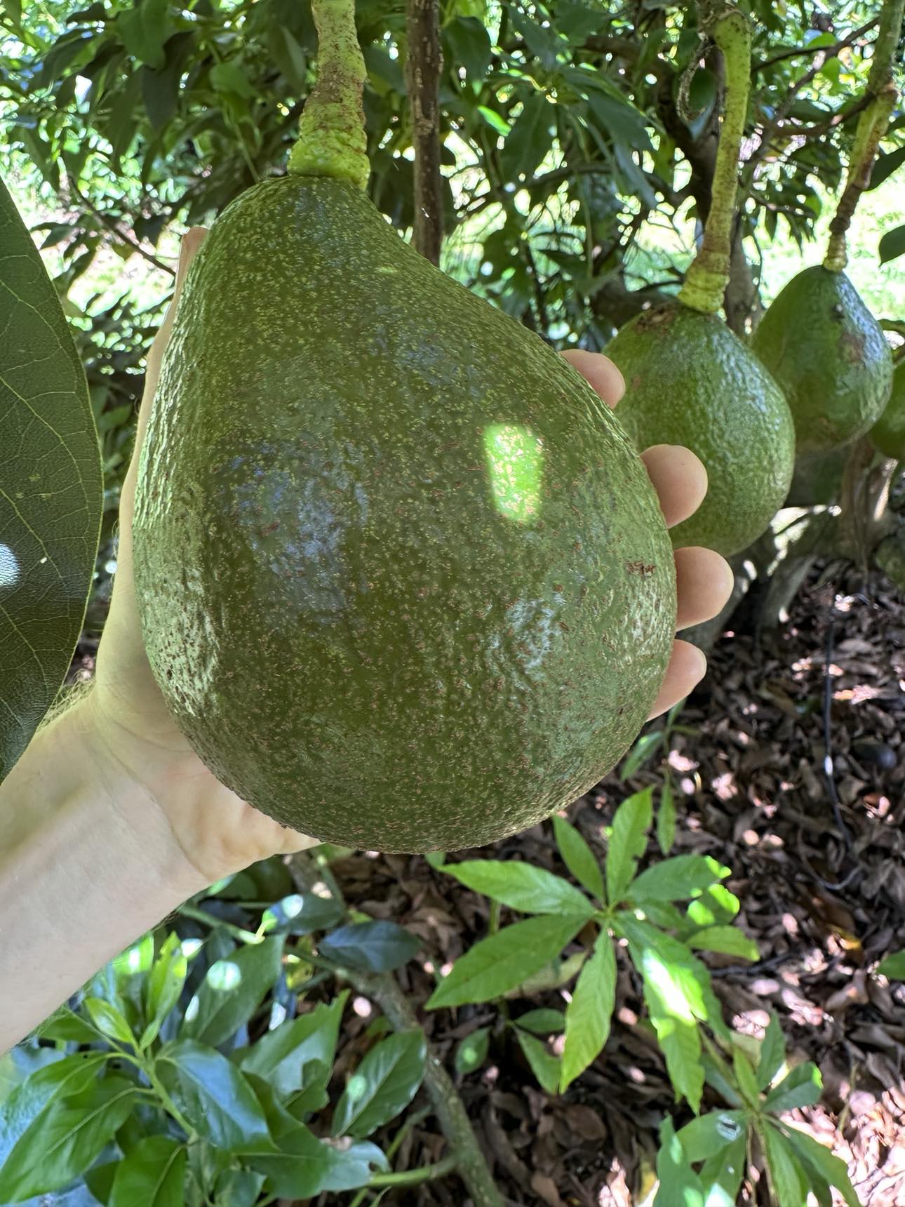 Avocado - Hopkins - summer/autumn ripening flyingdragonnursery