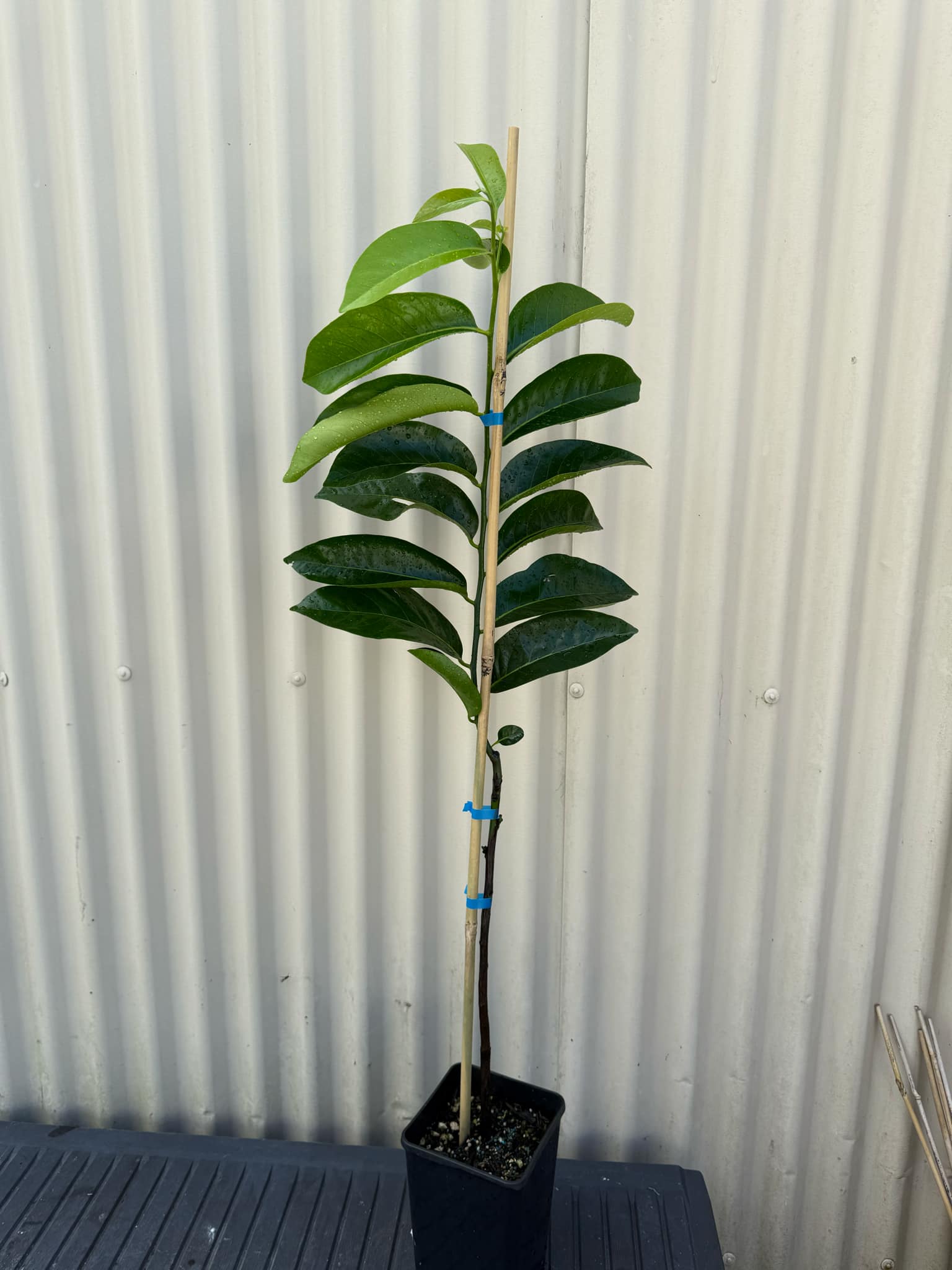 Grafted Black Sapote (Chocolate Pudding Fruit) flyingdragonnursery