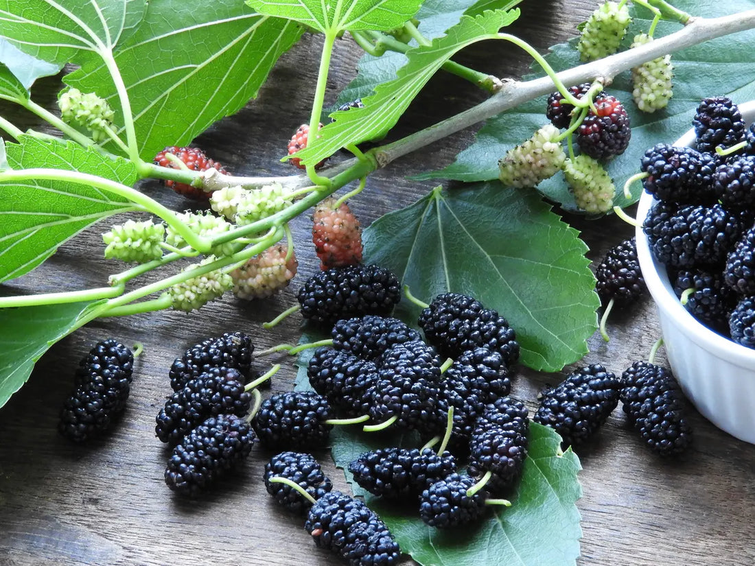 Mulberry- Black - flyingdragonnursery