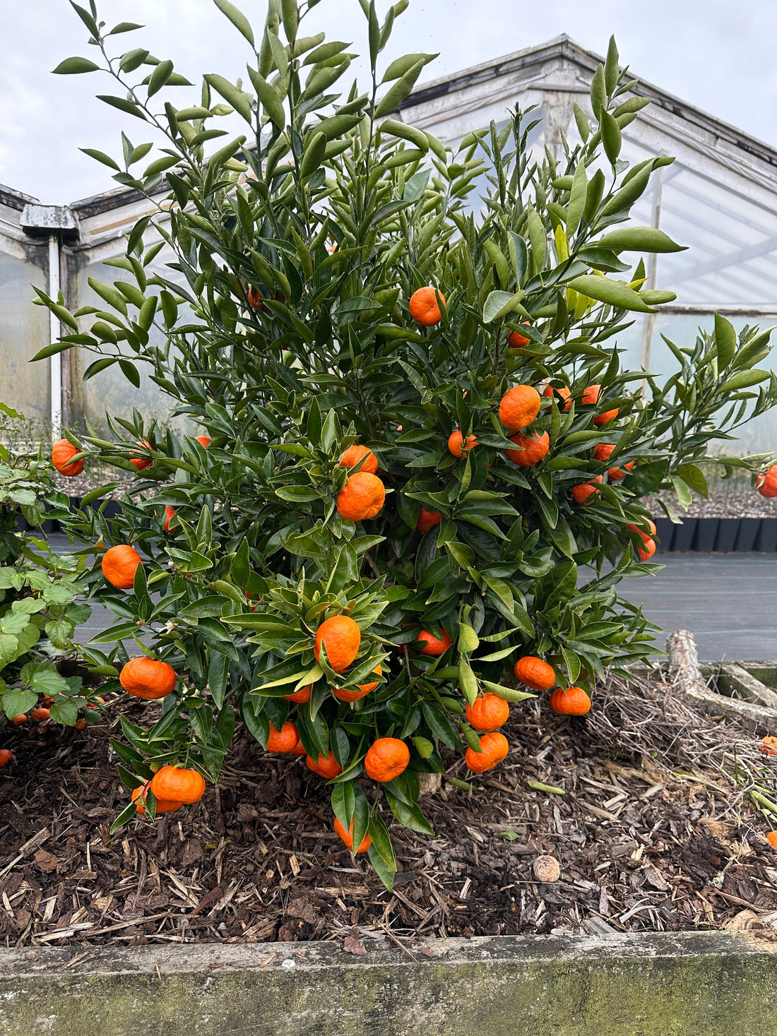 Mandarin - Bay Sunset flyingdragonnursery