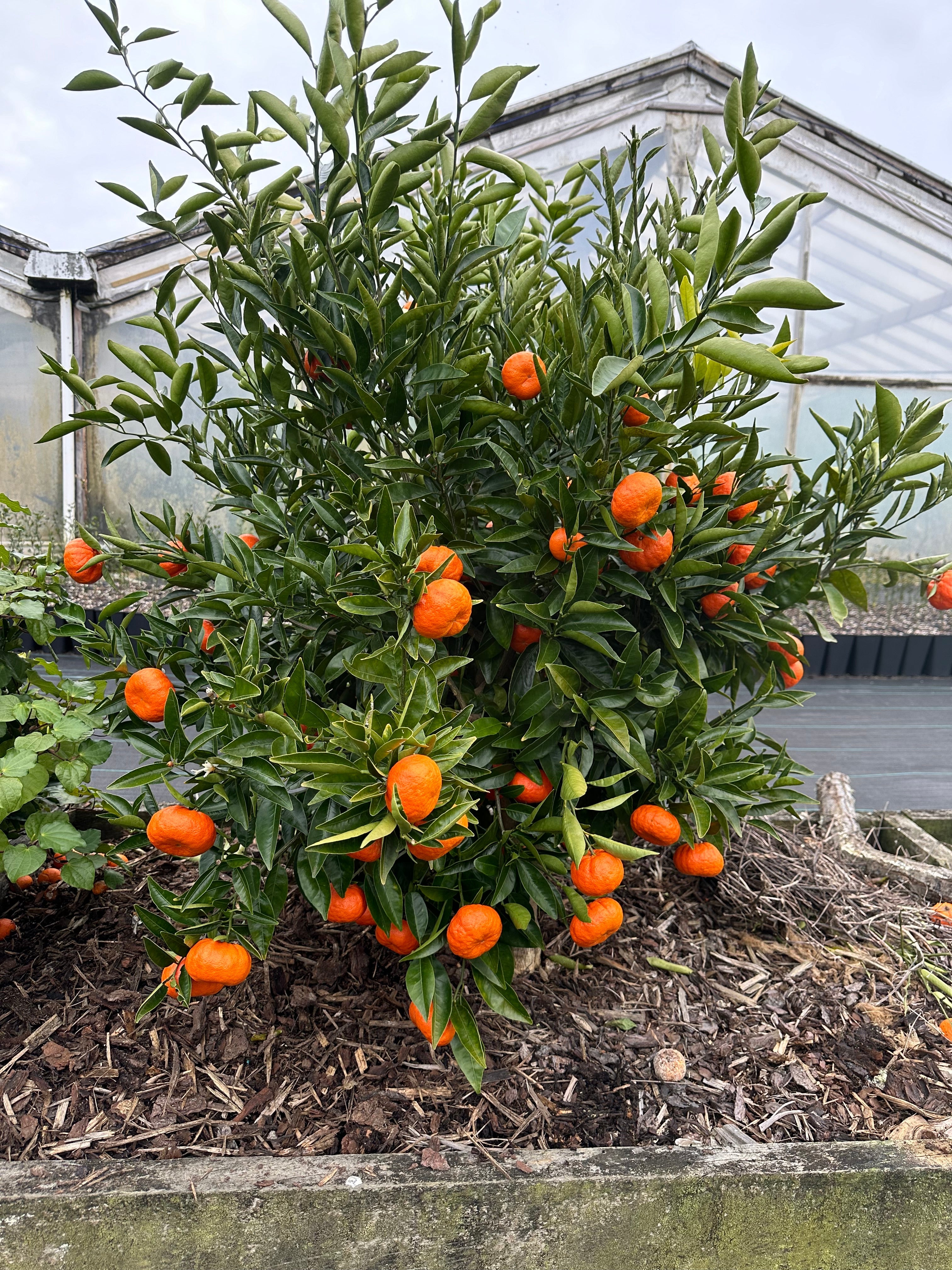 Mandarin - Bay Sunset flyingdragonnursery