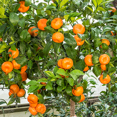 Mandarin - Carvalhal flyingdragonnursery