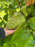 Cherimoya (Custard Apple) - White - Grafted flyingdragonnursery