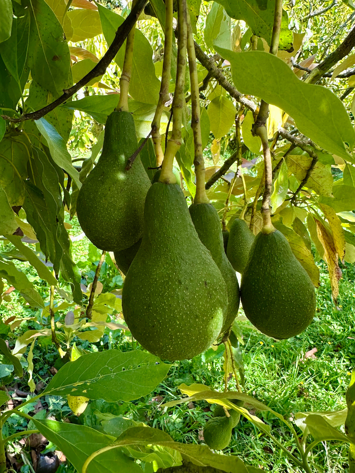 Rincon avocado tree NZ – Flying Dragon Nursery