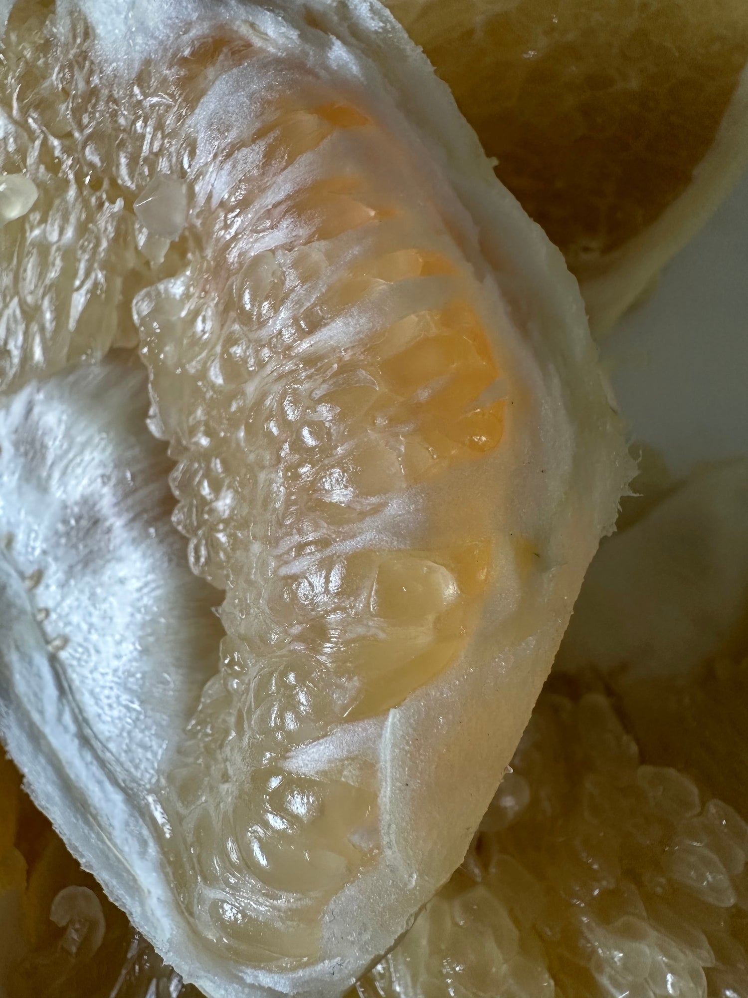 Pomelo - Siamese Sweet flyingdragonnursery