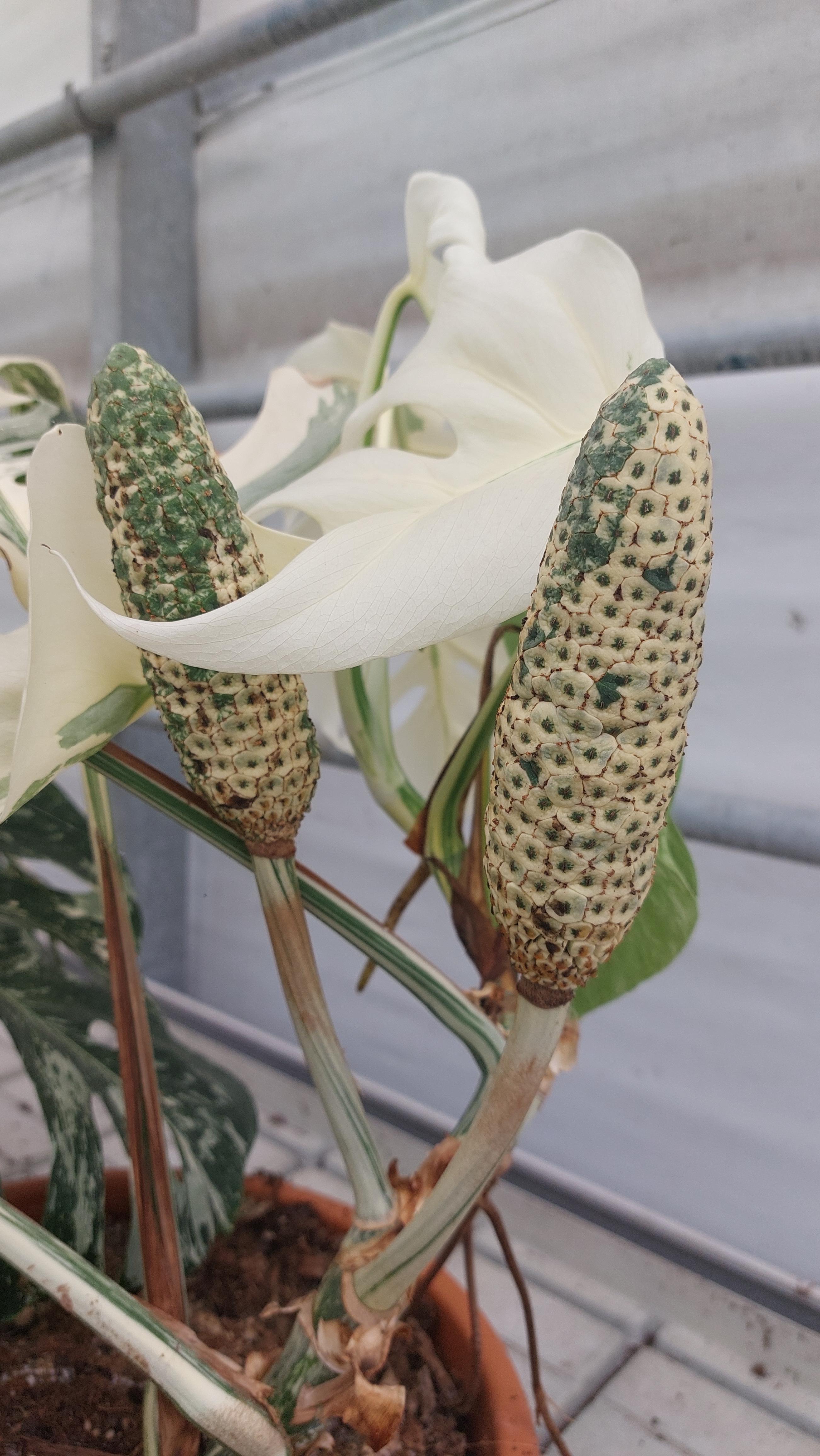 breadfruit monstera Variegated Monstera deliciosa