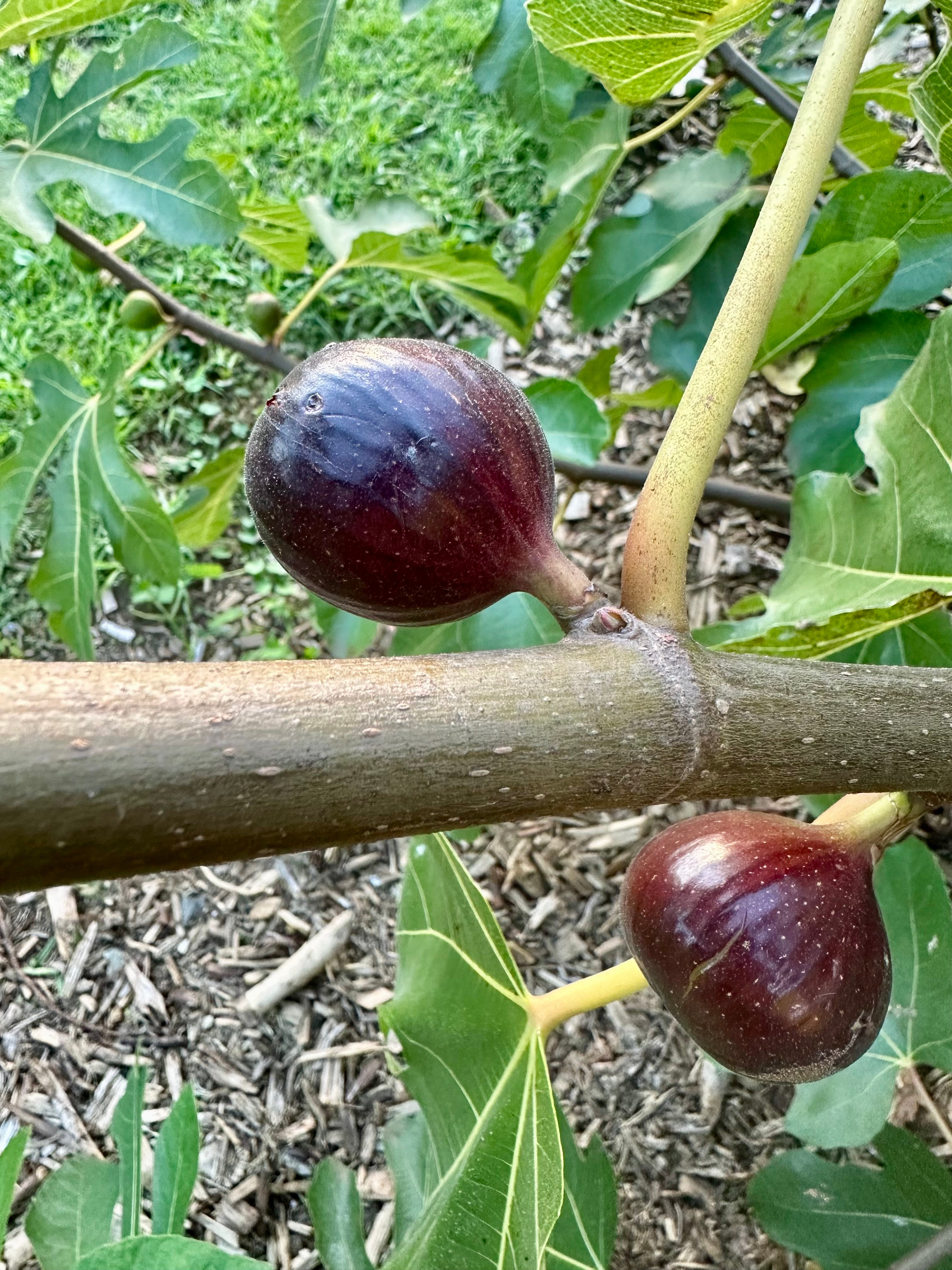 Fig - Sweet Black flyingdragonnursery