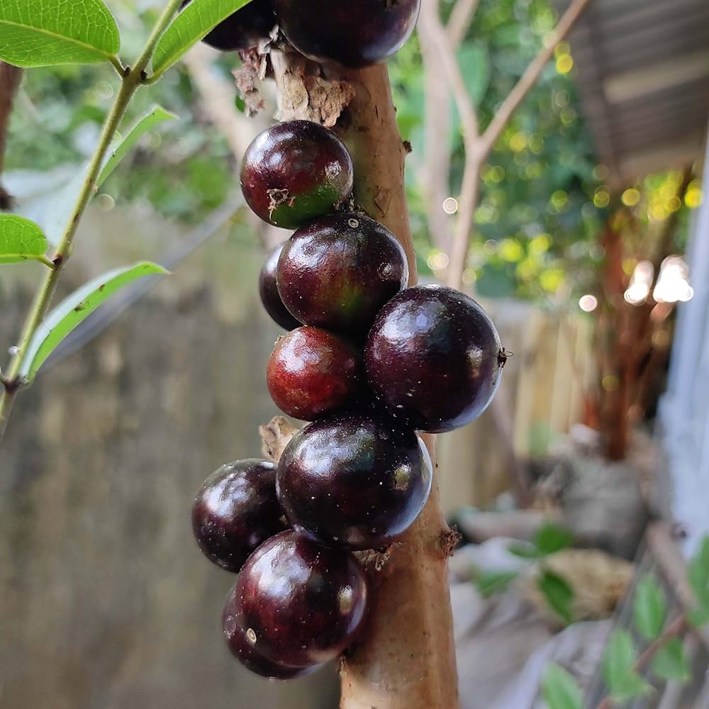 Jaboticaba - Red Hybrid flyingdragonnursery