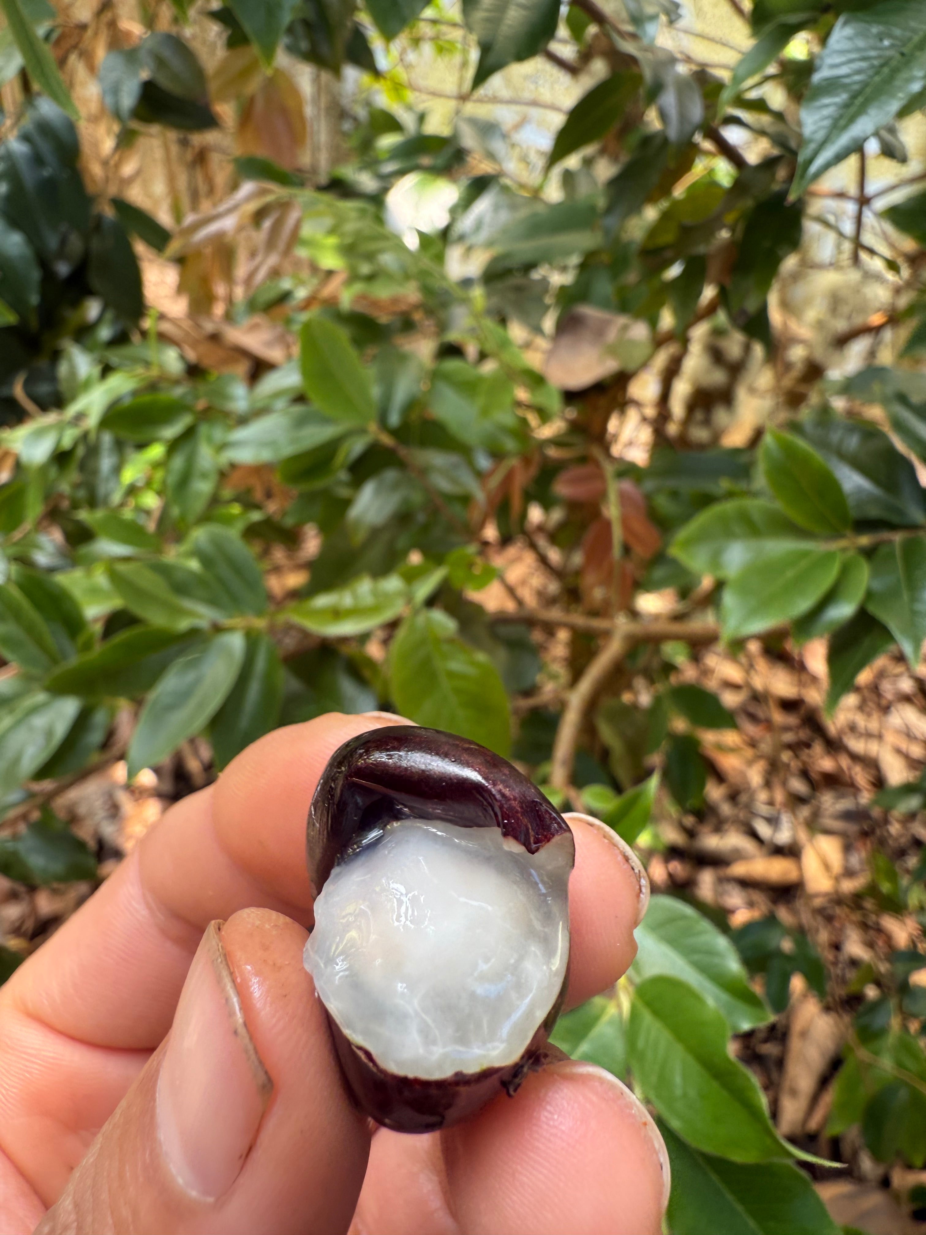 Jaboticaba - Red Hybrid flyingdragonnursery