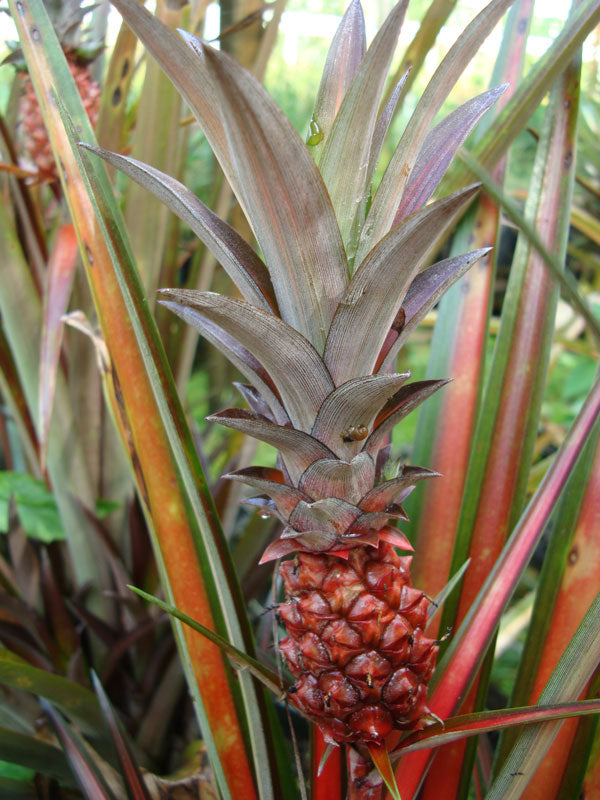 dwarf red pineapple plant Pineapple