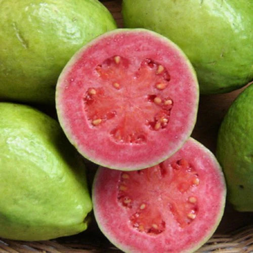 Tropical Guava - Arka Kiran Seedling flyingdragonnursery
