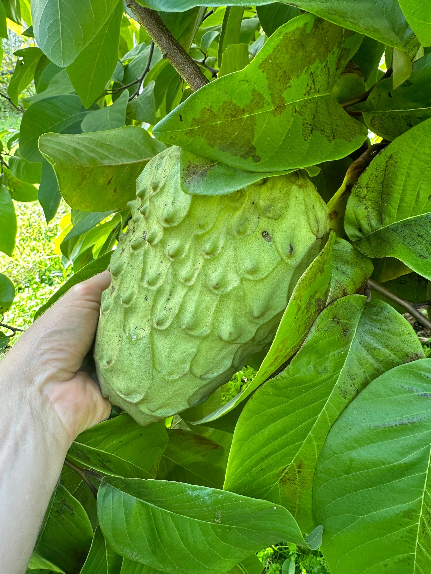 Cherimoya (Custard Apple) - White - Grafted flyingdragonnursery