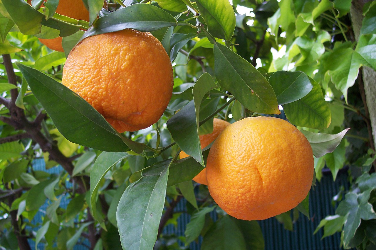Orange -Seville flyingdragonnursery