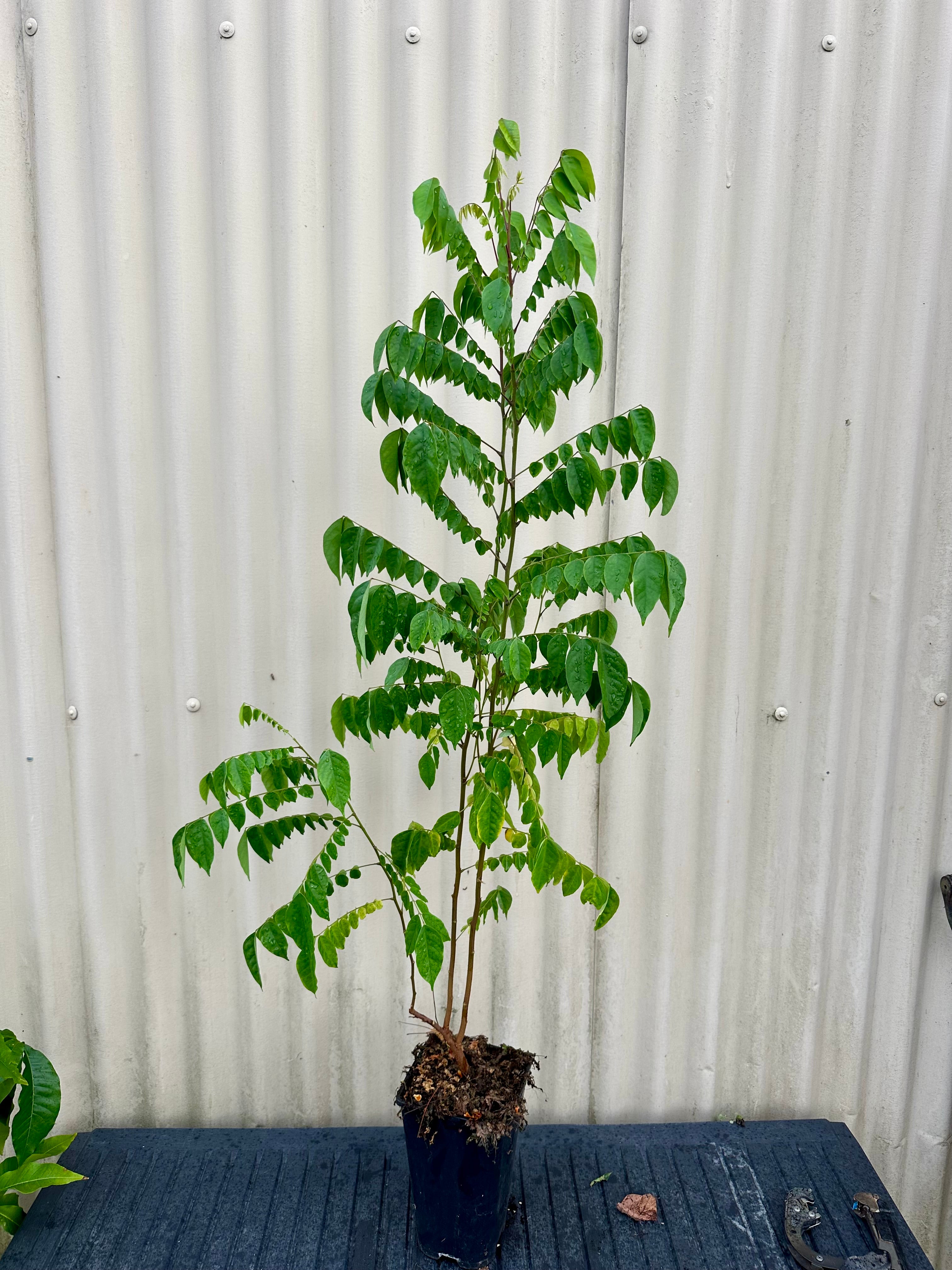 Starfruit, Carambola plant flyingdragonnursery