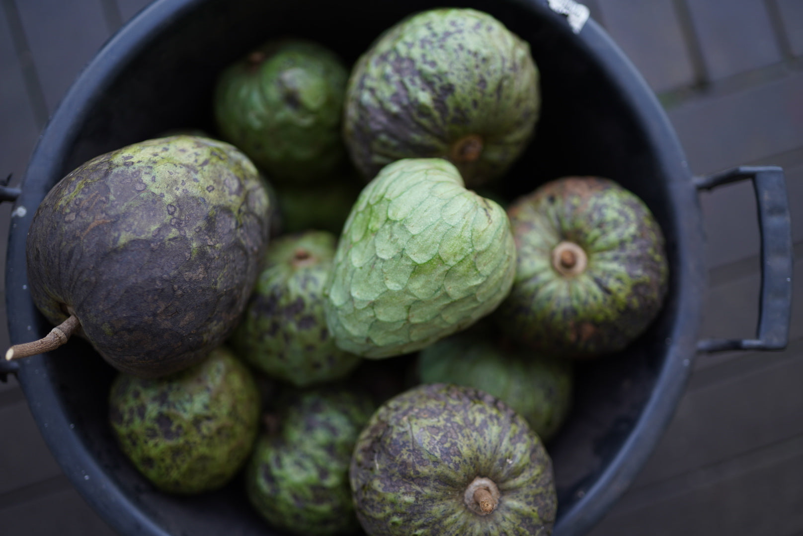 Cherimoya (Custard Apple) - Daisy - Grafted flyingdragonnursery