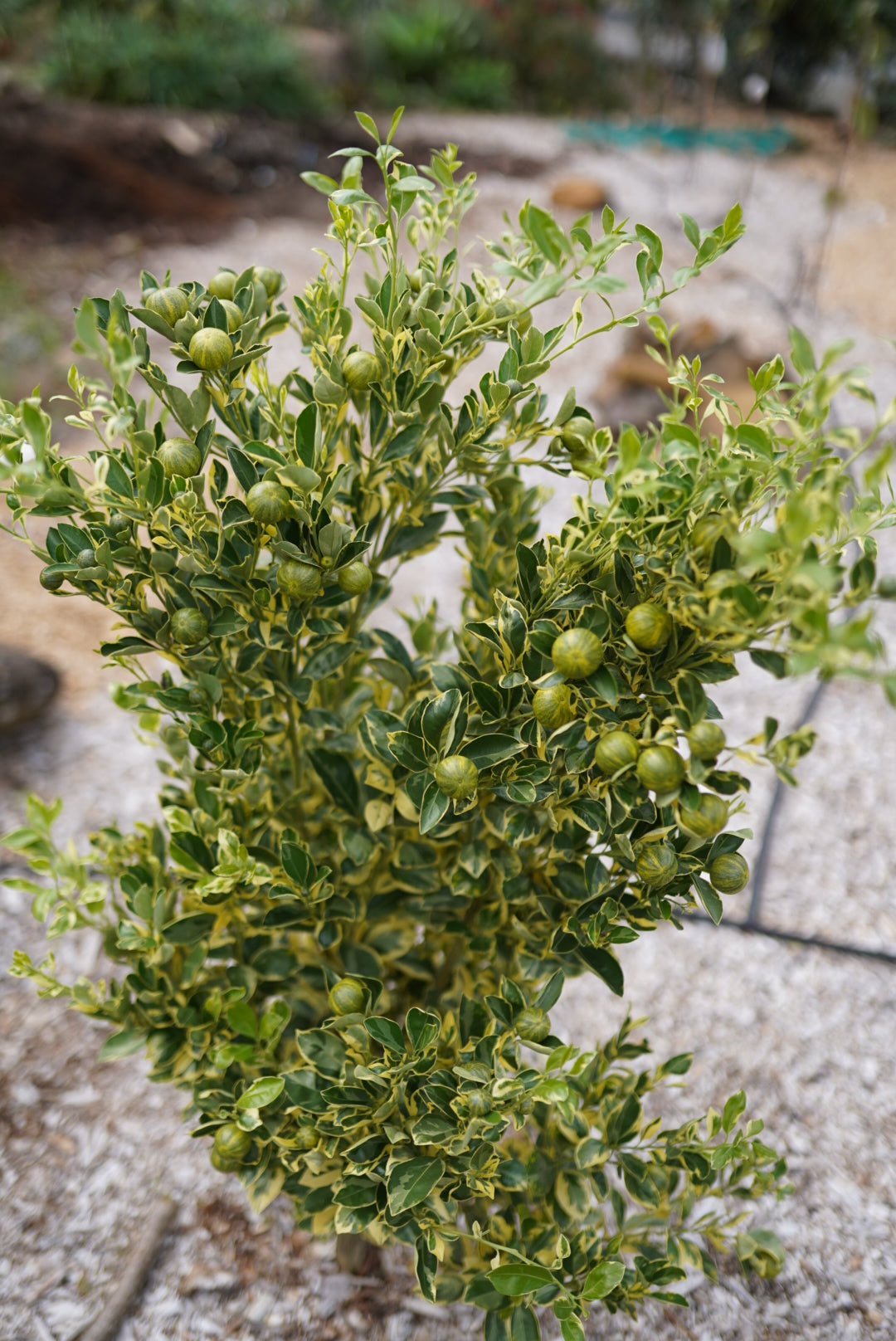 Calamansi - Variegated flyingdragonnursery